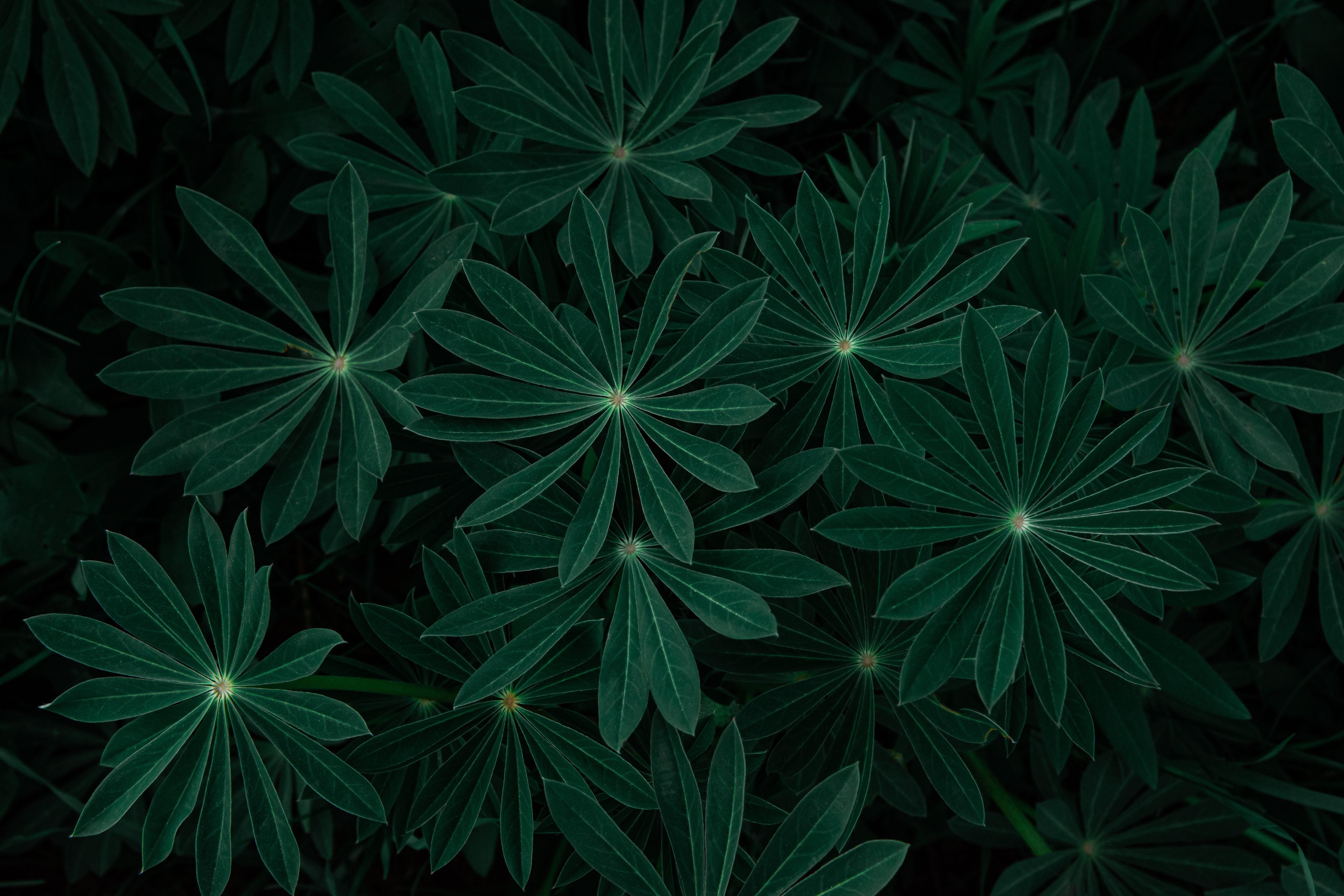 Скачать обои бесплатно Ветки, Зеленый, Растение, Листья, Темные, Темный картинка на рабочий стол ПК