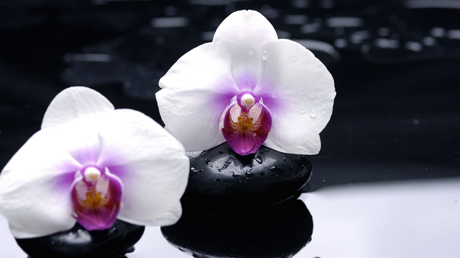 Free download wallpaper Earth, Orchid on your PC desktop