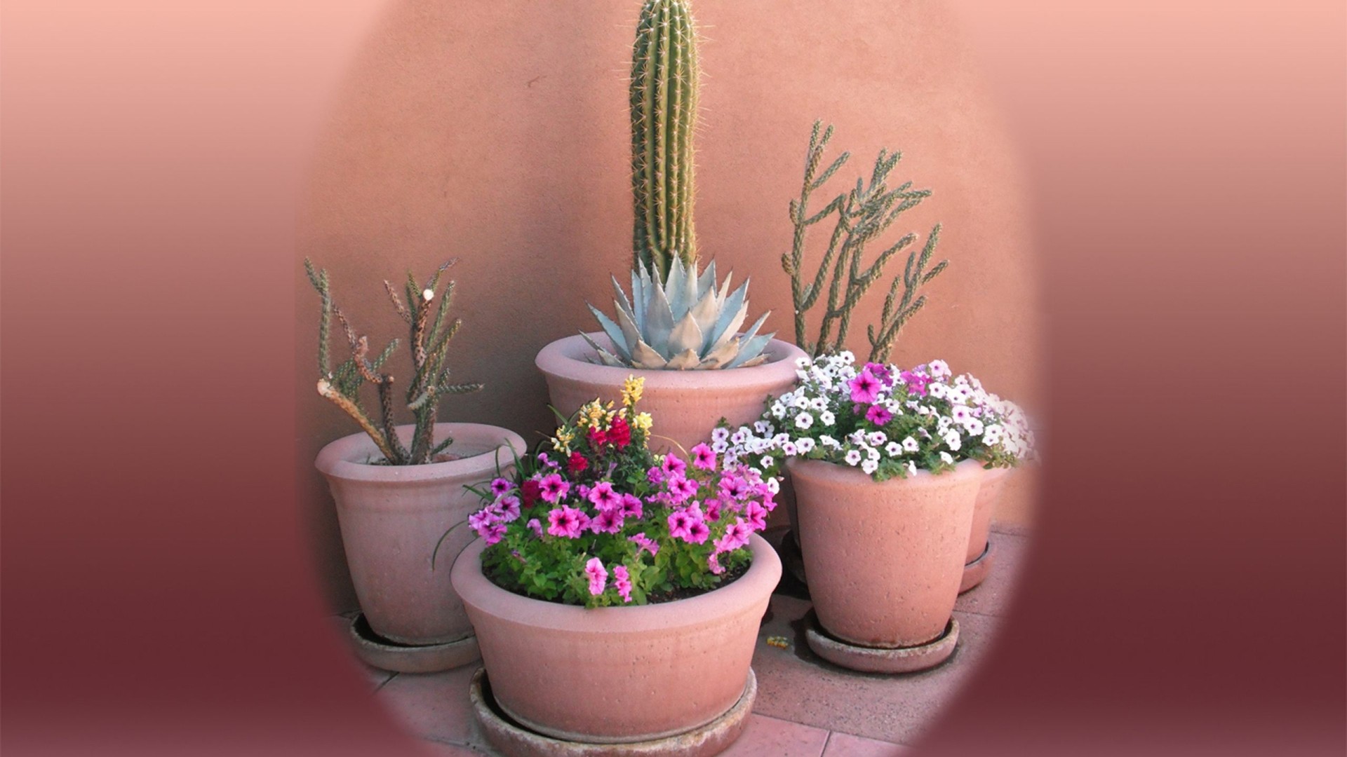 Descarga gratuita de fondo de pantalla para móvil de Cactus, Flor, Tierra/naturaleza.