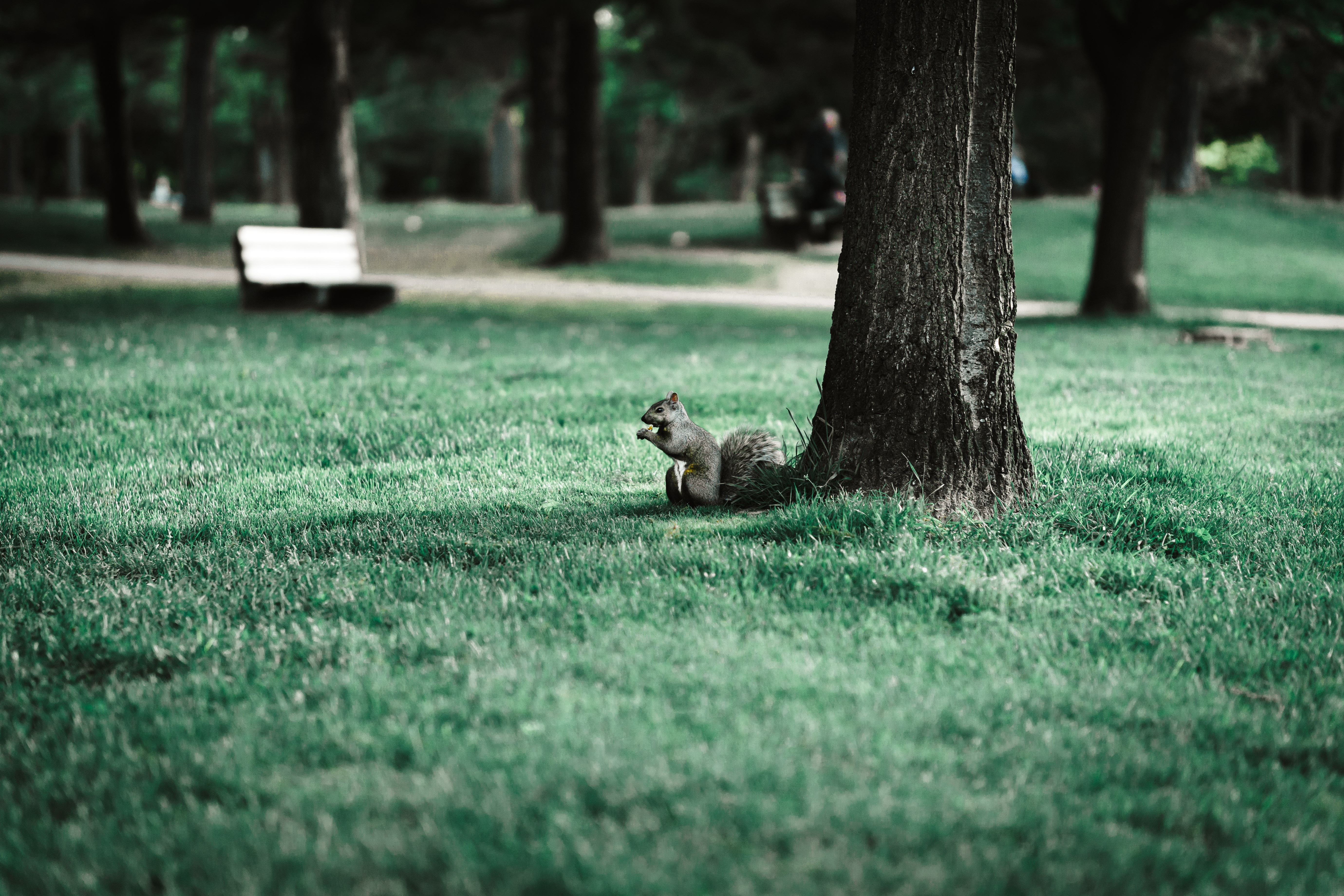 Download mobile wallpaper Animal, Wood, Animals, Grass, Tree, Park, Squirrel for free.