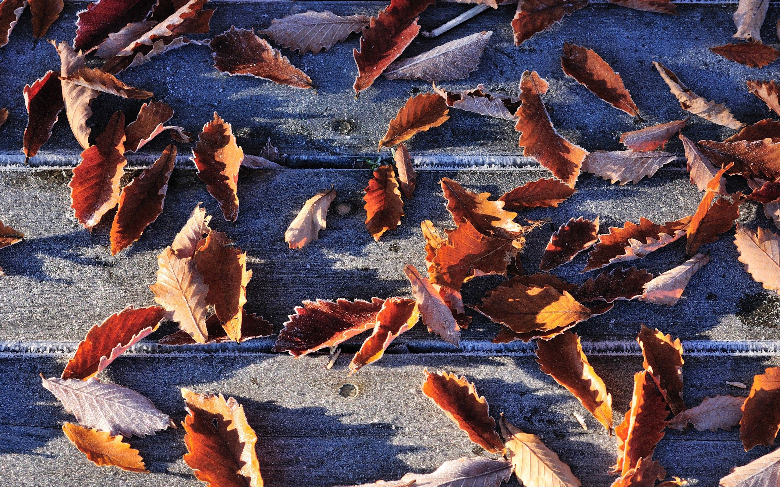 Download mobile wallpaper Frost, Hoarfrost, Macro, Leaves, Fallen, Autumn for free.