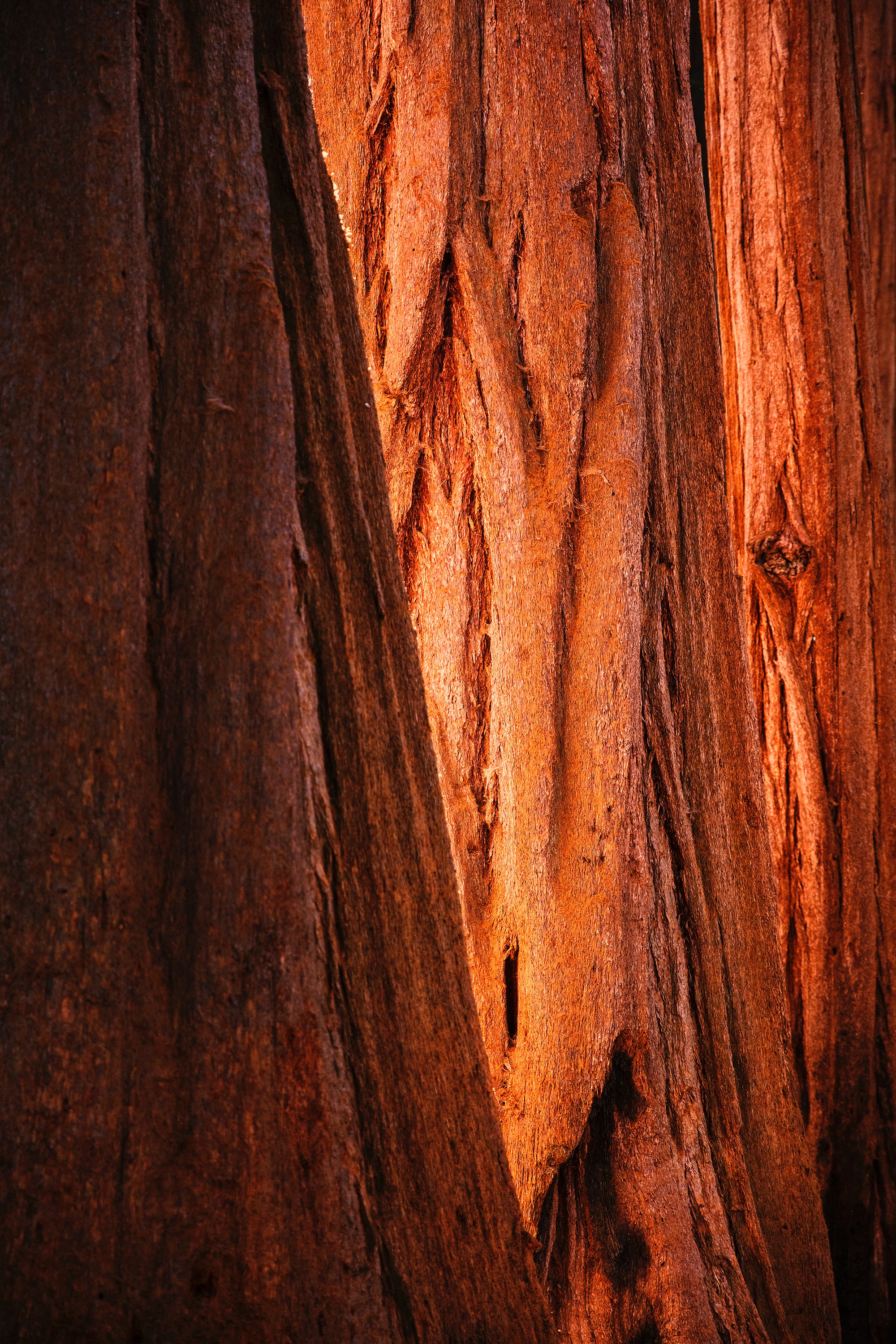 Download mobile wallpaper Wood, Bark, Tree, Texture, Brown, Textures for free.