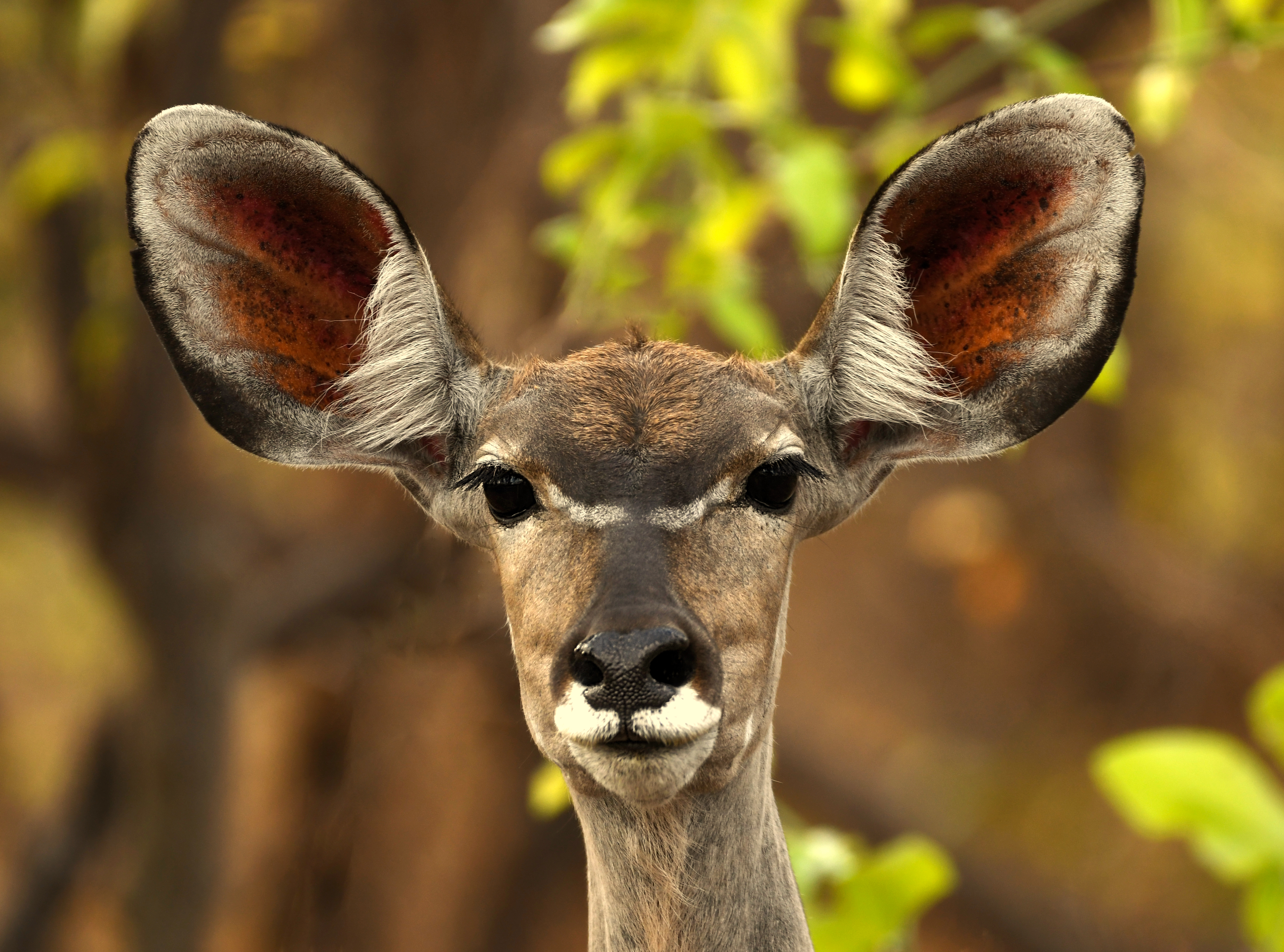 979788 Hintergrundbild herunterladen tiere, kudu, afrika, antilope, kafue nationalpark, sambia - Bildschirmschoner und Bilder kostenlos