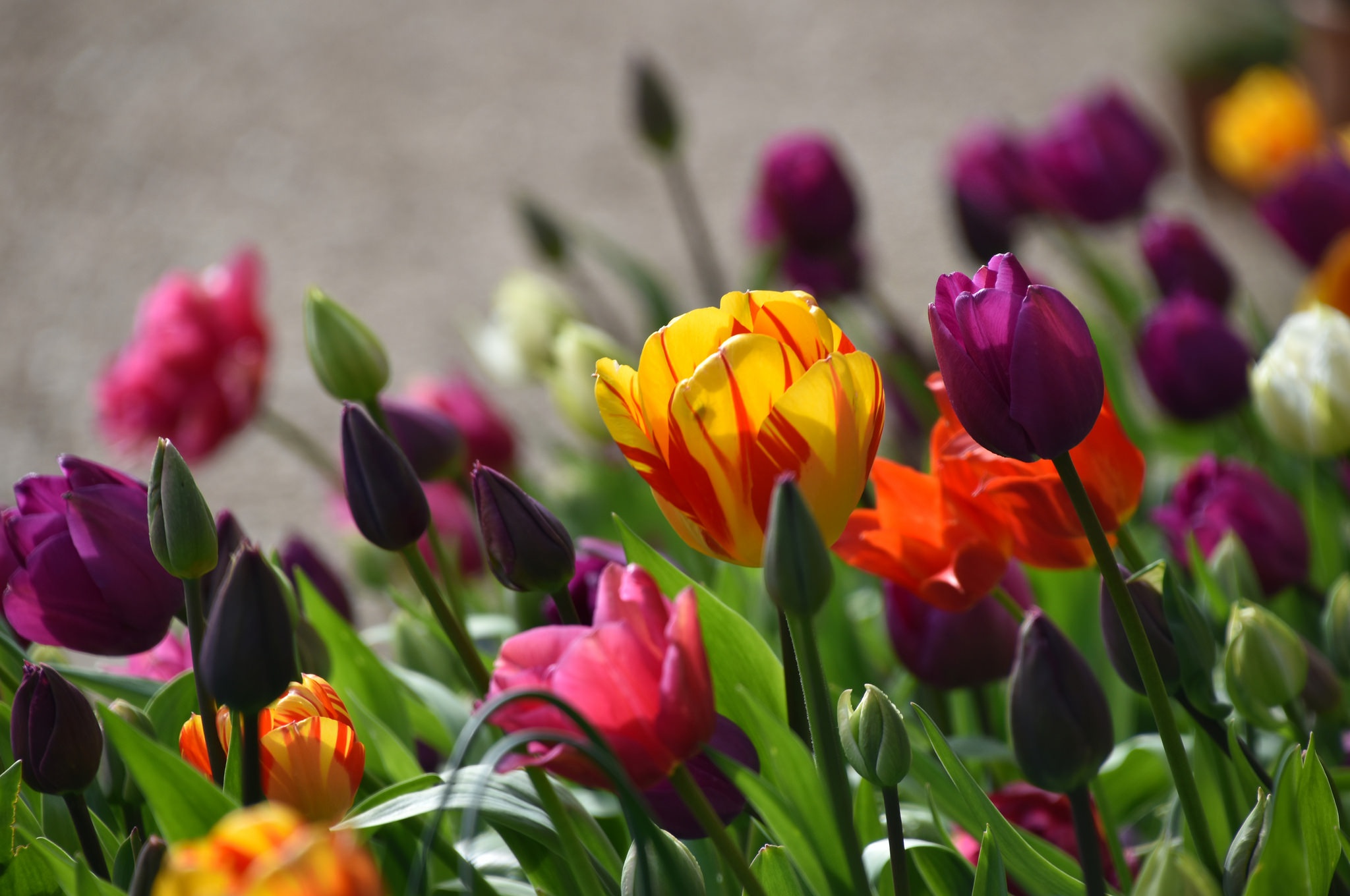 Descarga gratuita de fondo de pantalla para móvil de Naturaleza, Flores, Flor, Tulipán, Flor Purpura, Tierra/naturaleza.