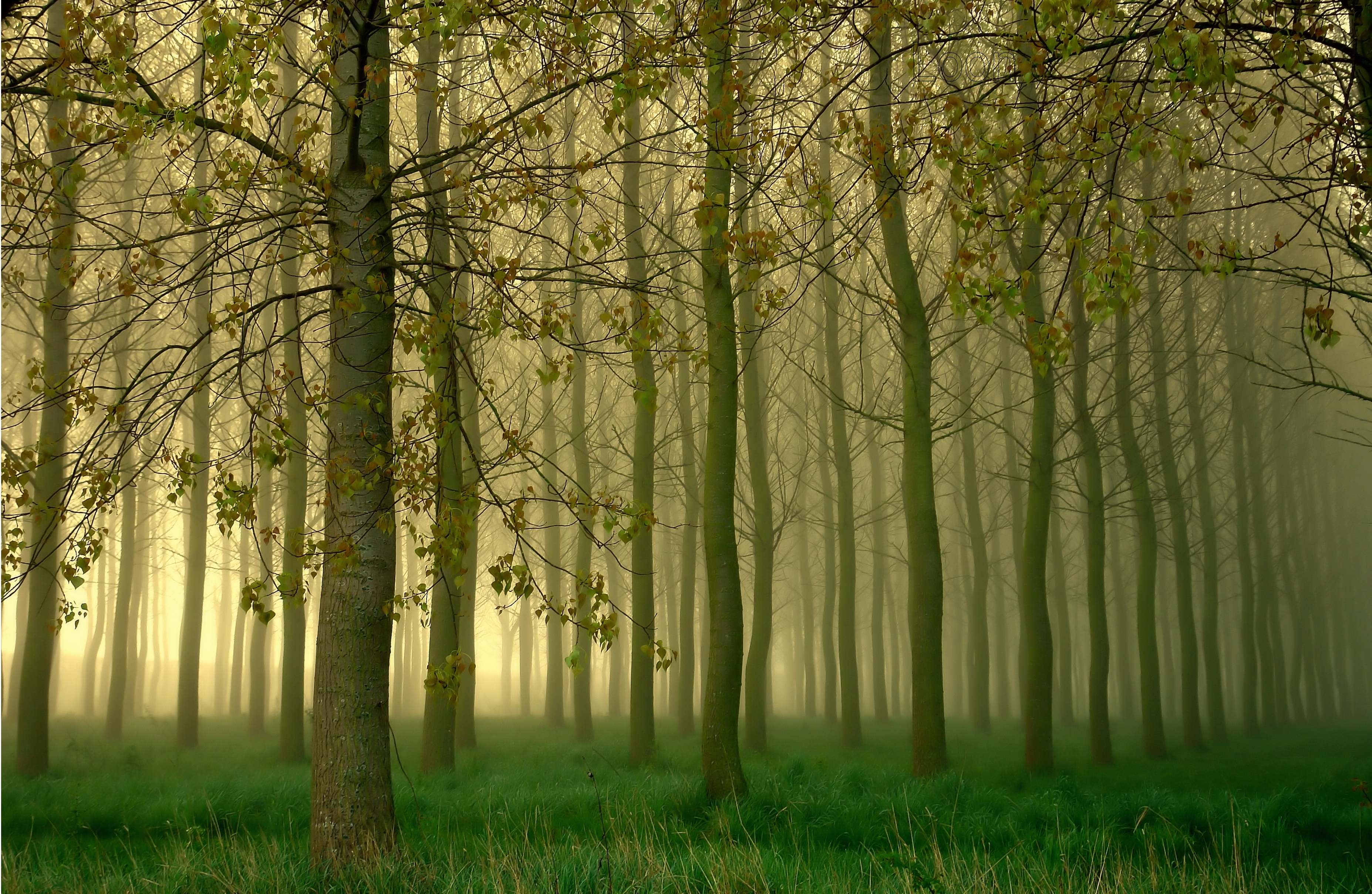 Baixe gratuitamente a imagem Natureza, Floresta, Árvore, Terra/natureza, Neblina na área de trabalho do seu PC