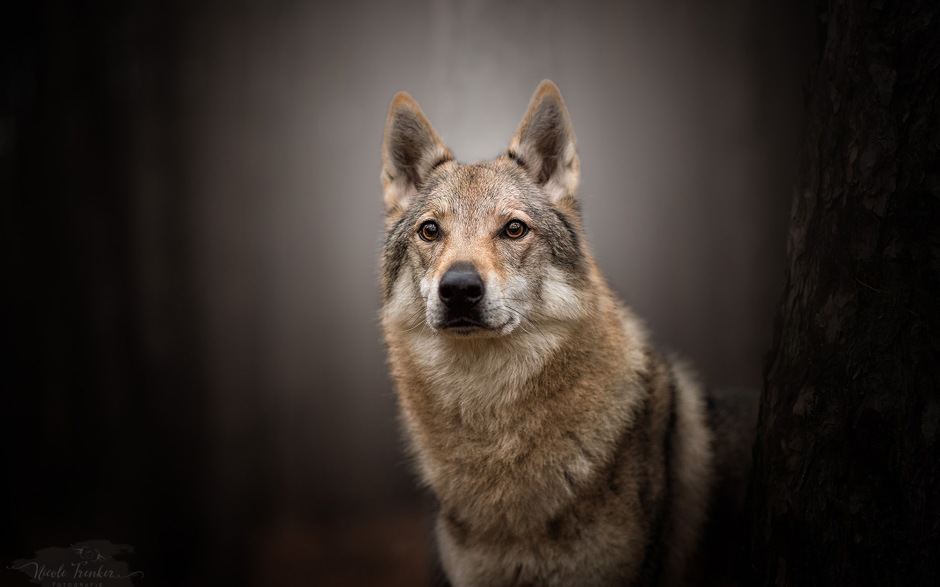 Download mobile wallpaper Dogs, Dog, Animal, Czechoslovakian Wolfdog, Wolfdog for free.