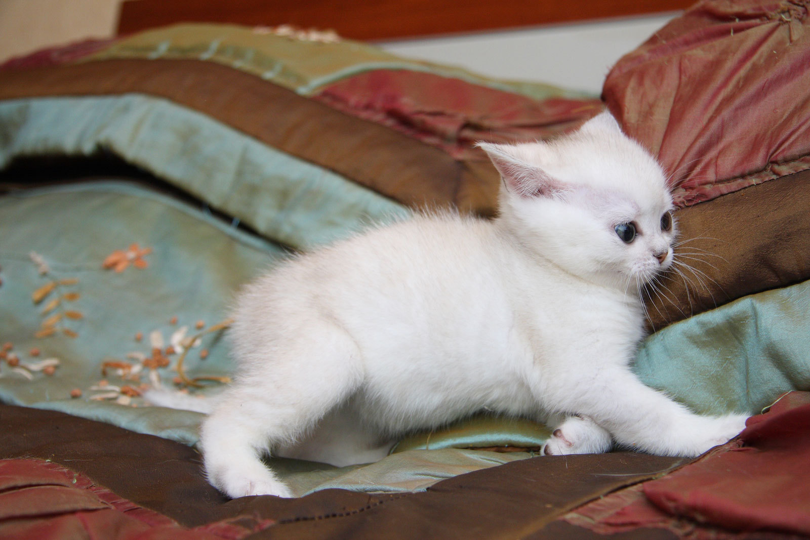 Baixe gratuitamente a imagem Animais, Gatos, Gato na área de trabalho do seu PC