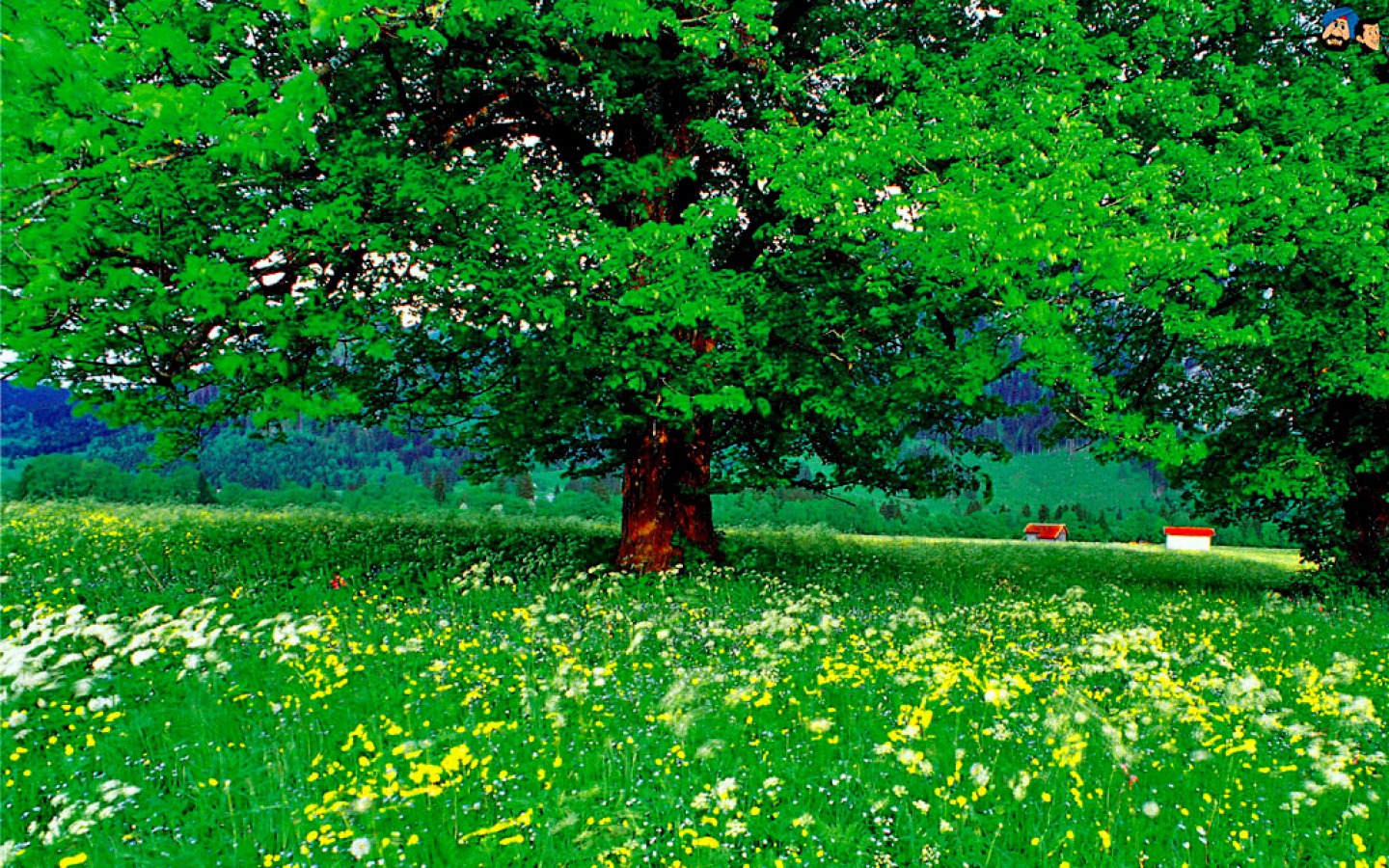 Скачать обои бесплатно Цветок, Дерево, Земля, Поле, Зеленый, Весна, Луг, Земля/природа картинка на рабочий стол ПК
