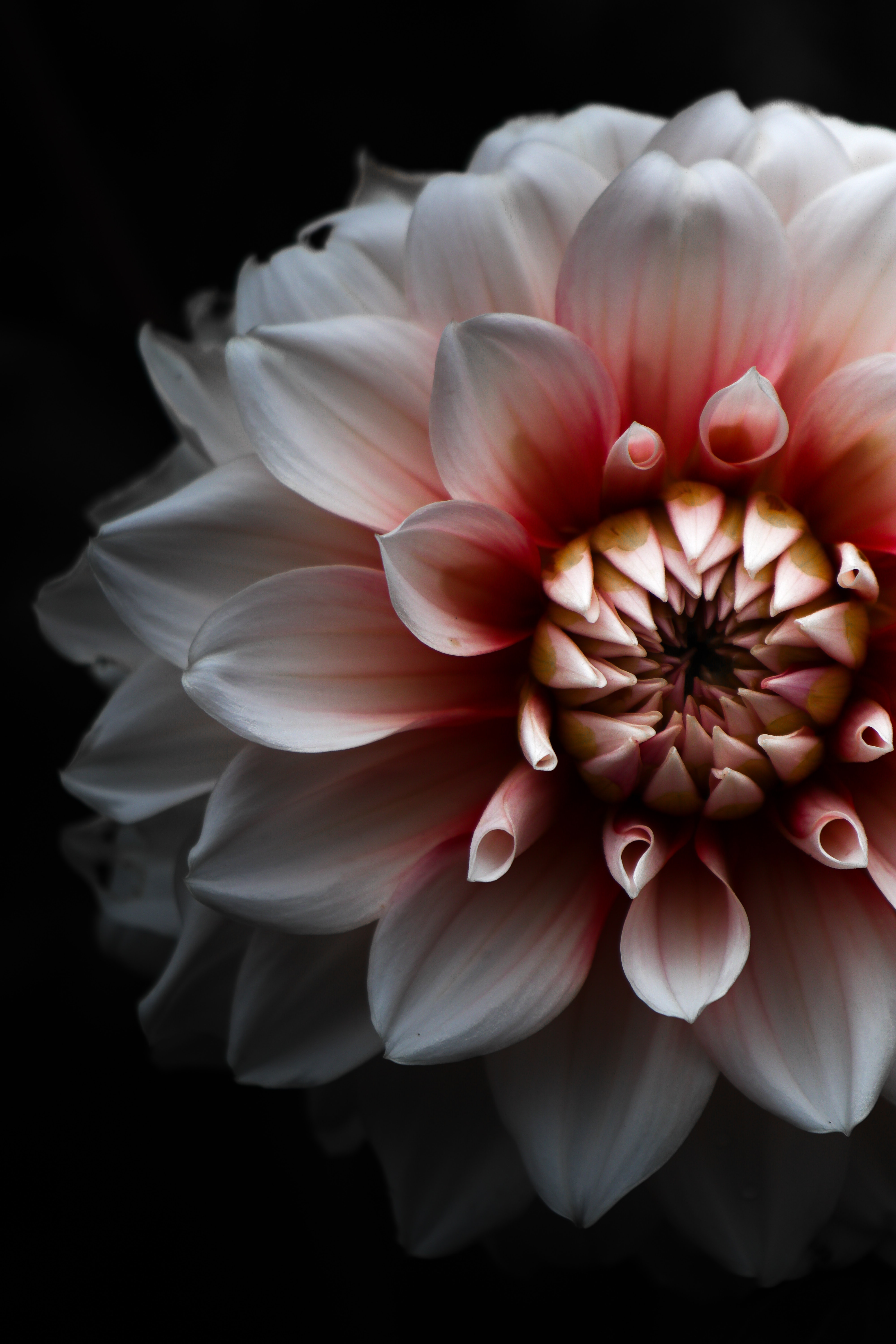 Laden Sie das Das Schwarze, Dahlie, Dahlia, Blumen, Blütenblätter-Bild kostenlos auf Ihren PC-Desktop herunter