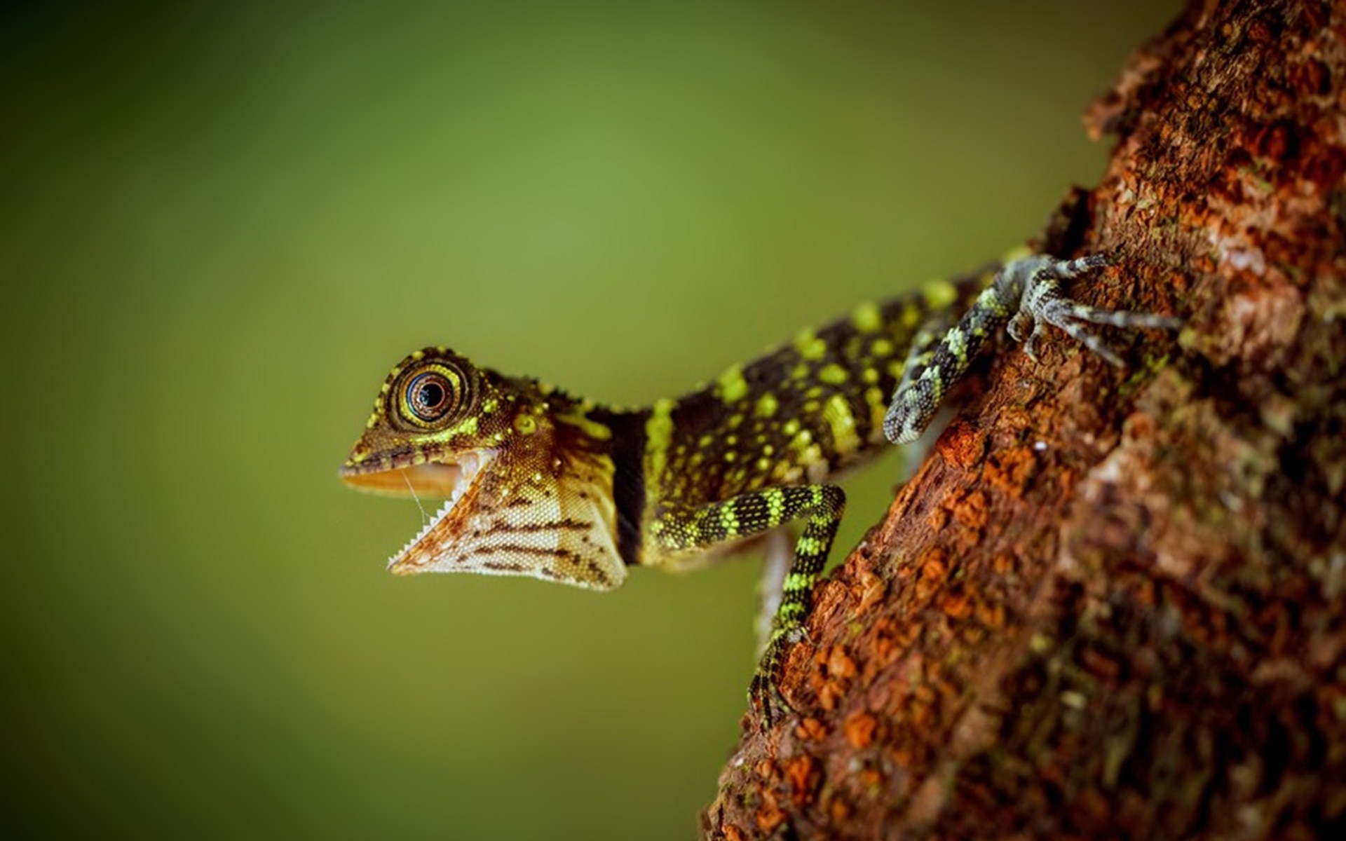 Download mobile wallpaper Lizard, Reptiles, Animal for free.