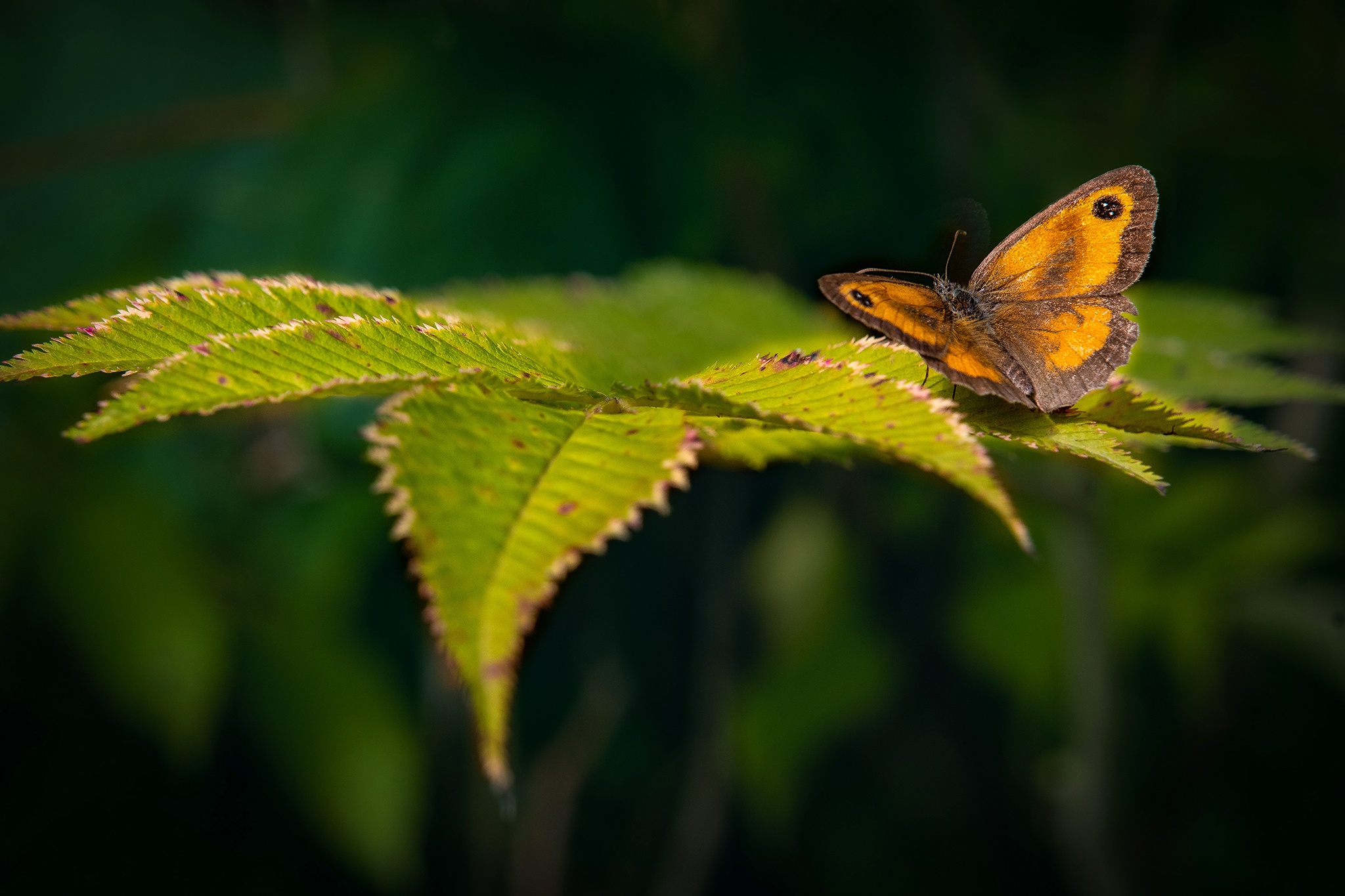 Download mobile wallpaper Macro, Insect, Butterfly, Animal for free.