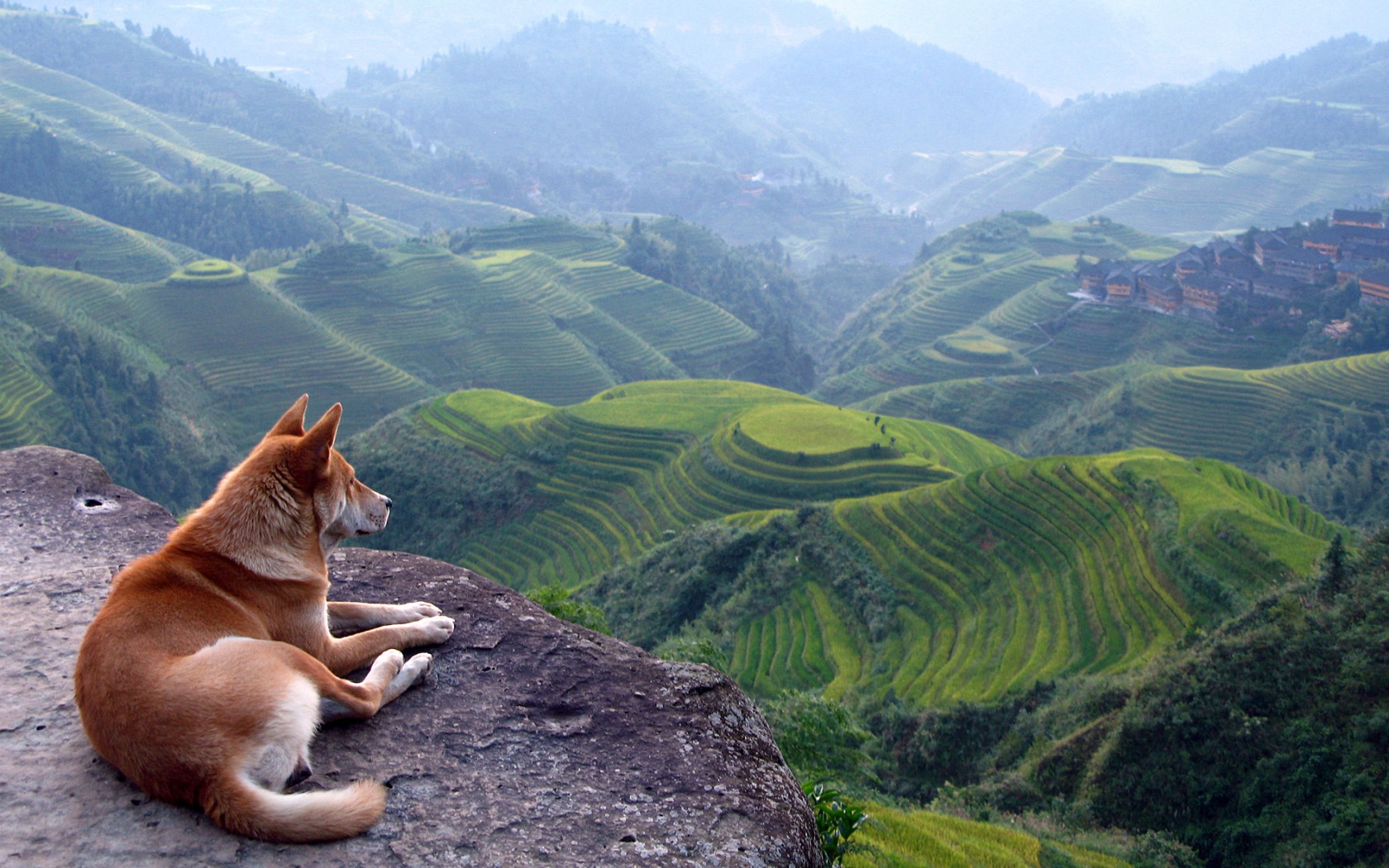 Download mobile wallpaper Landscape, Dog, Animal, Scenic for free.