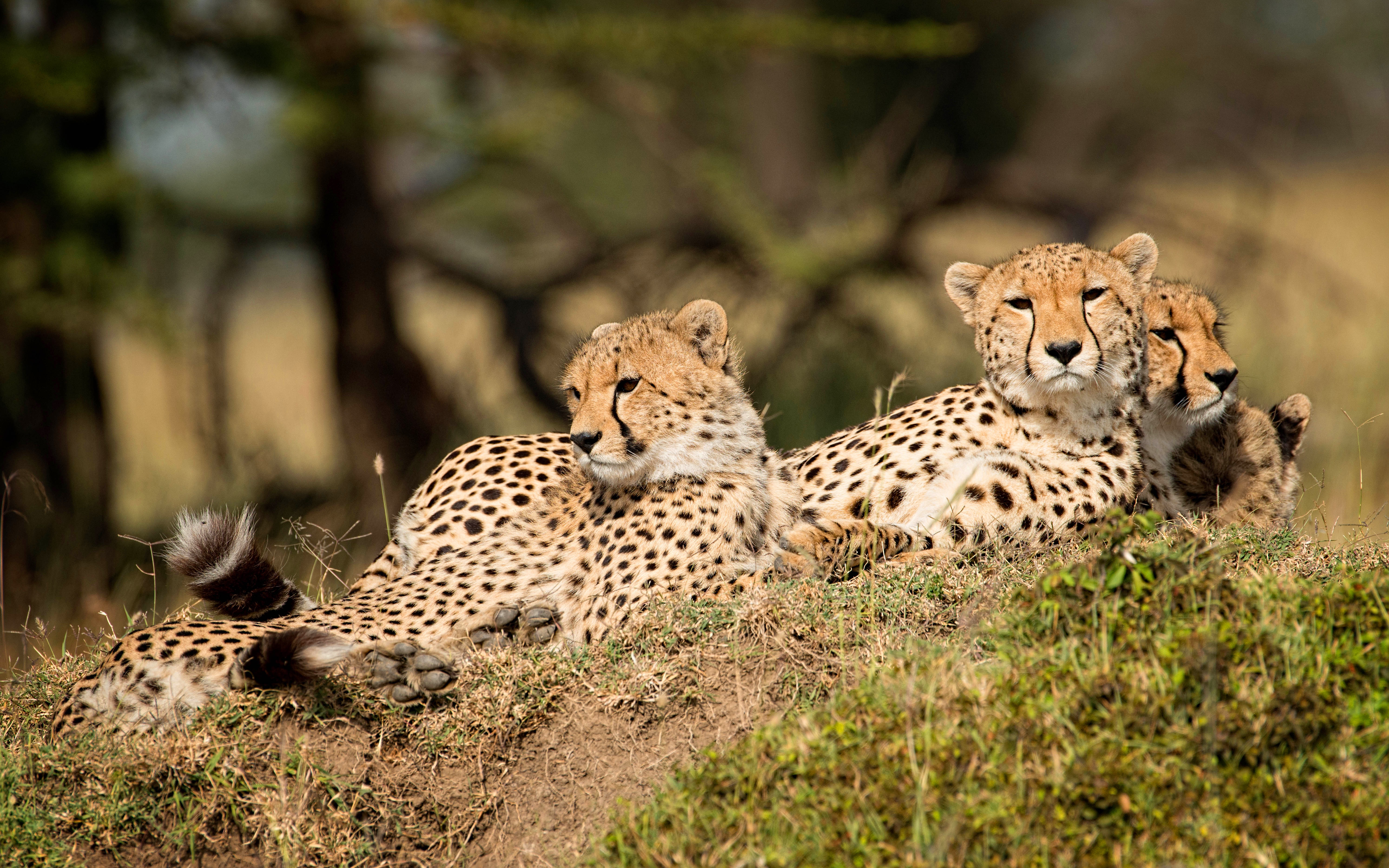 Téléchargez des papiers peints mobile Animaux, Chats, Guépard gratuitement.