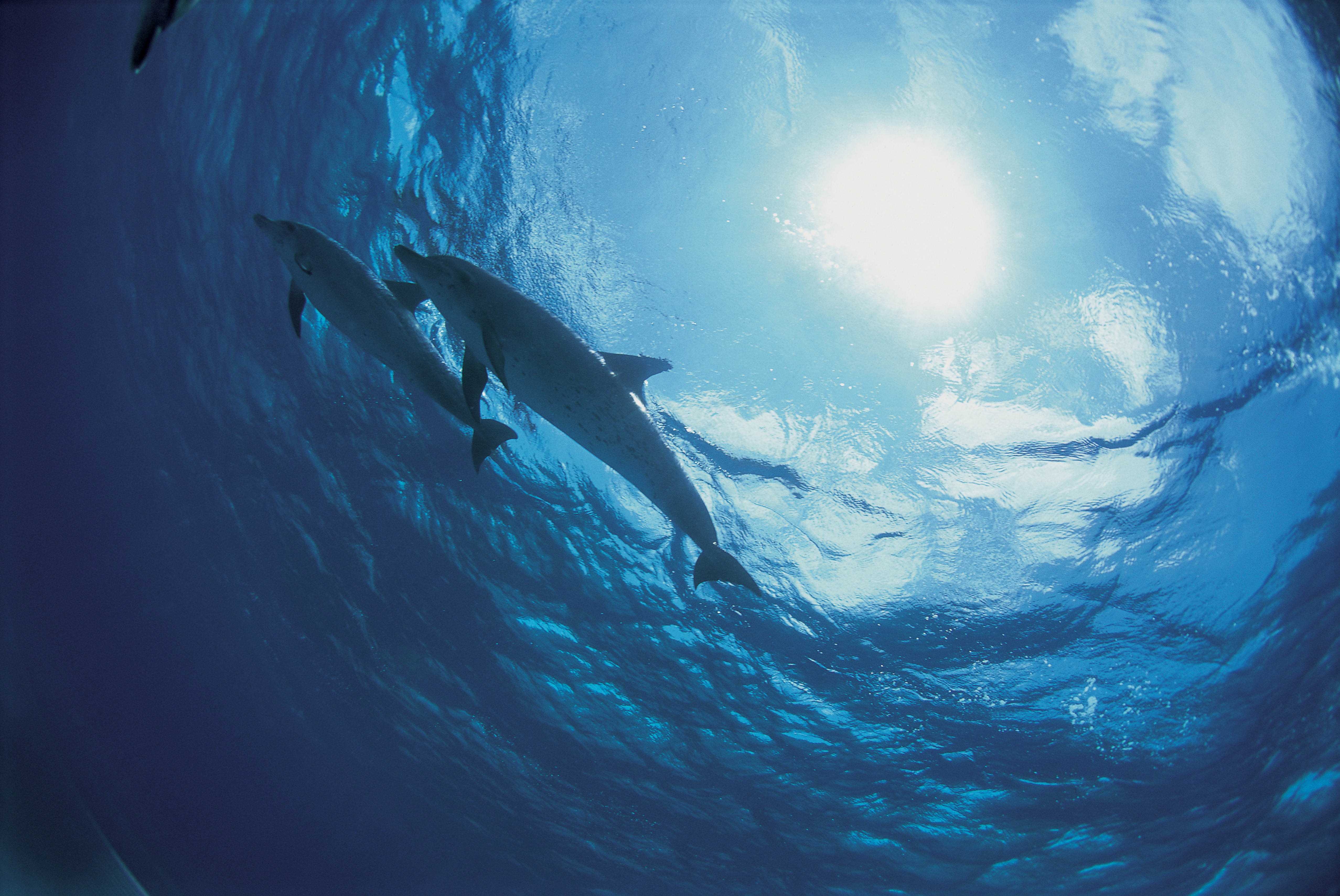 53786 завантажити картинку дельфіни, природа, океан, дно, низ - шпалери і заставки безкоштовно