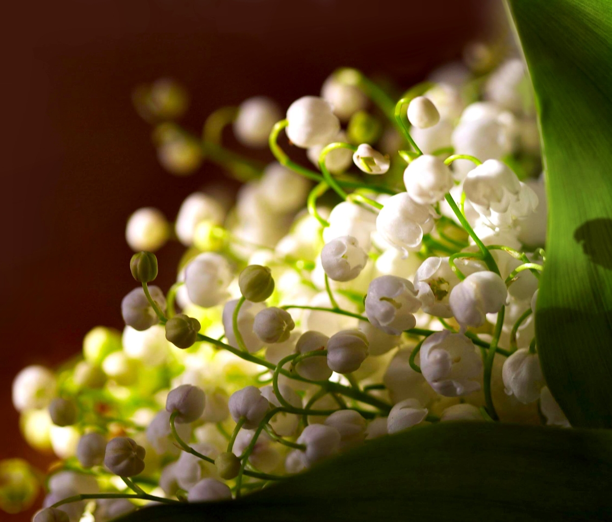 Descarga gratuita de fondo de pantalla para móvil de Flores, Flor, Florecer, Tierra/naturaleza.