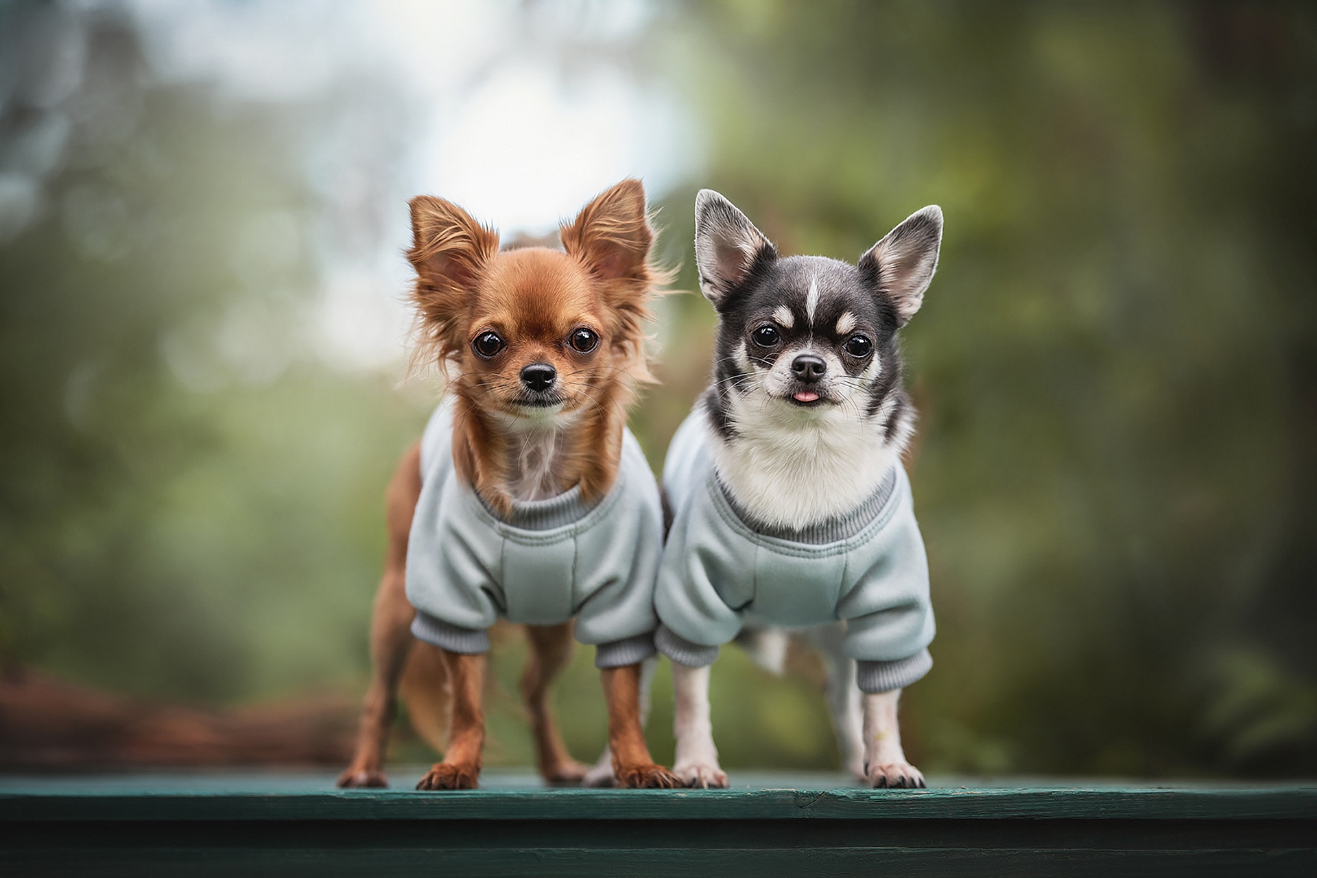 Handy-Wallpaper Tiere, Hunde, Chihuahua kostenlos herunterladen.