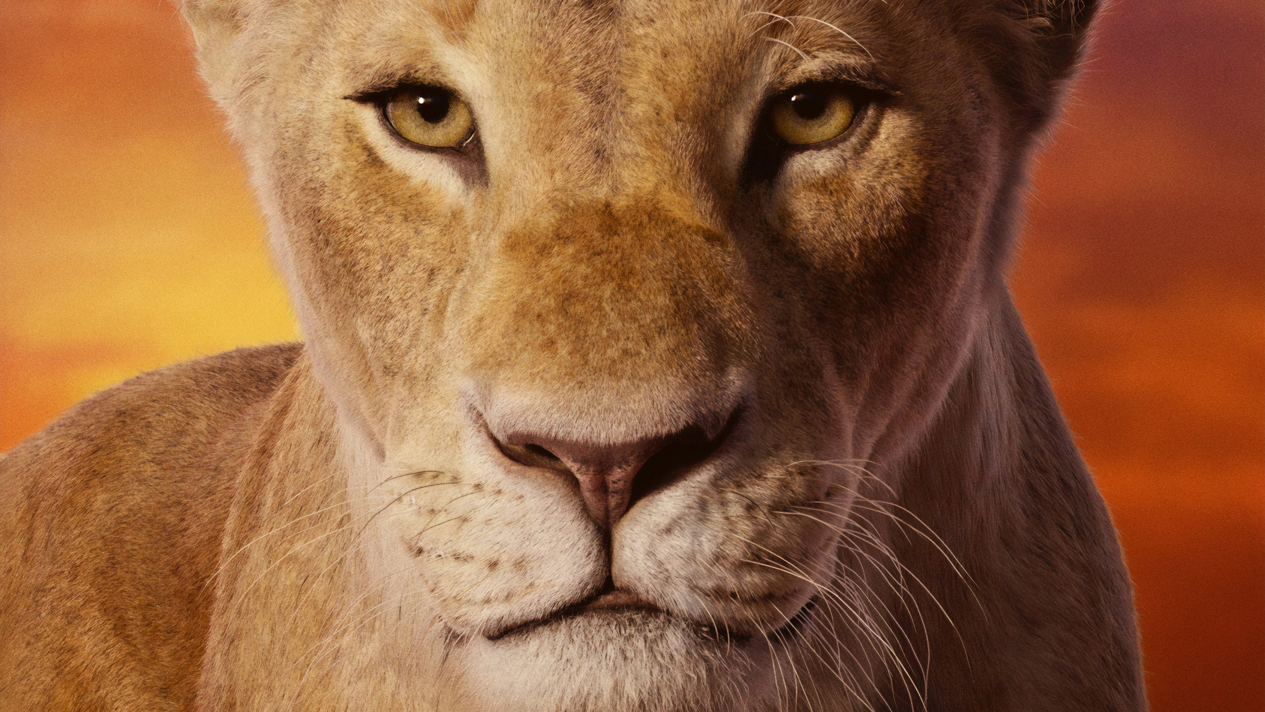 Baixe gratuitamente a imagem Filme, Simba, O Rei Leão (2019) na área de trabalho do seu PC