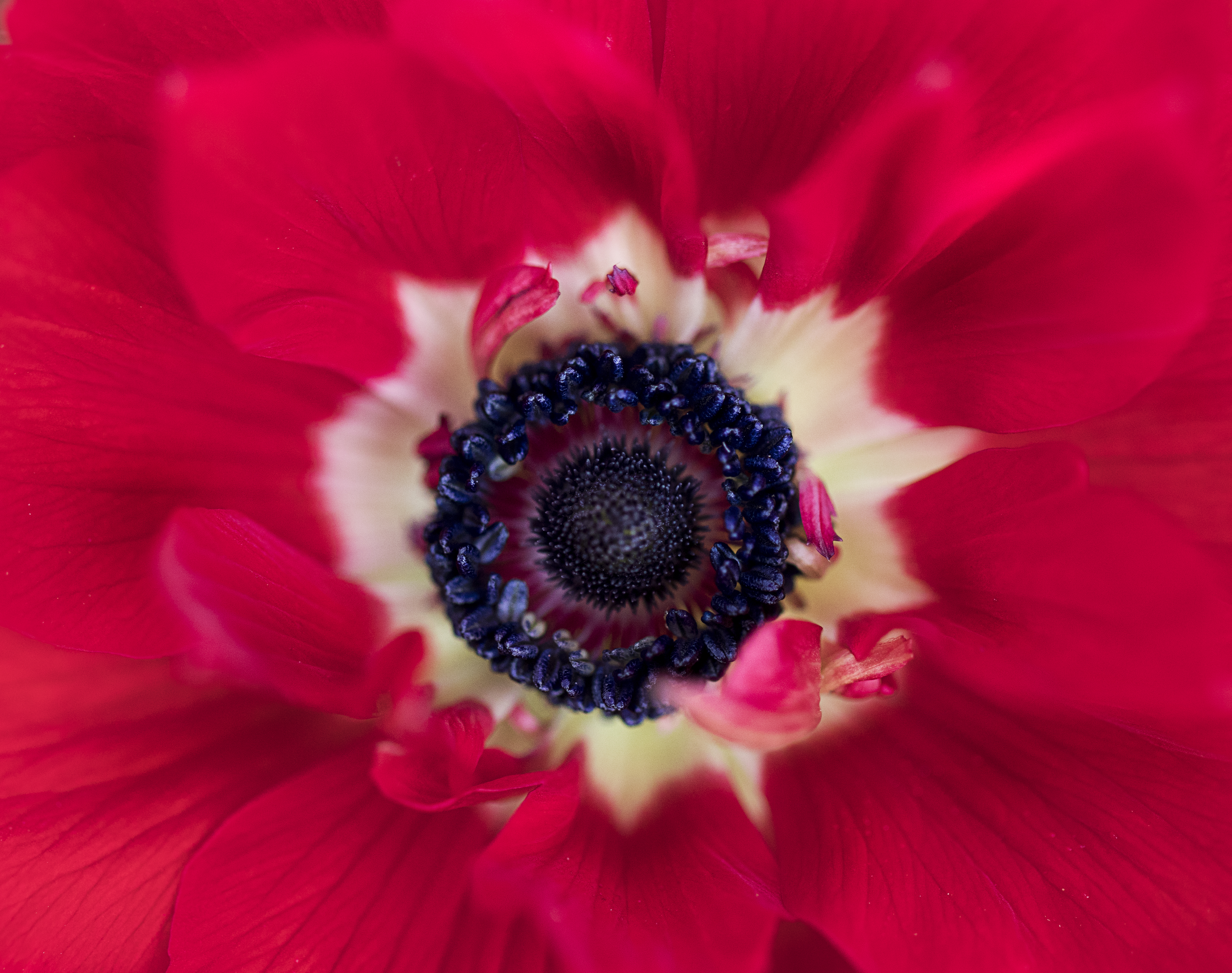 Descarga gratis la imagen Flor, Macro, Planta en el escritorio de tu PC