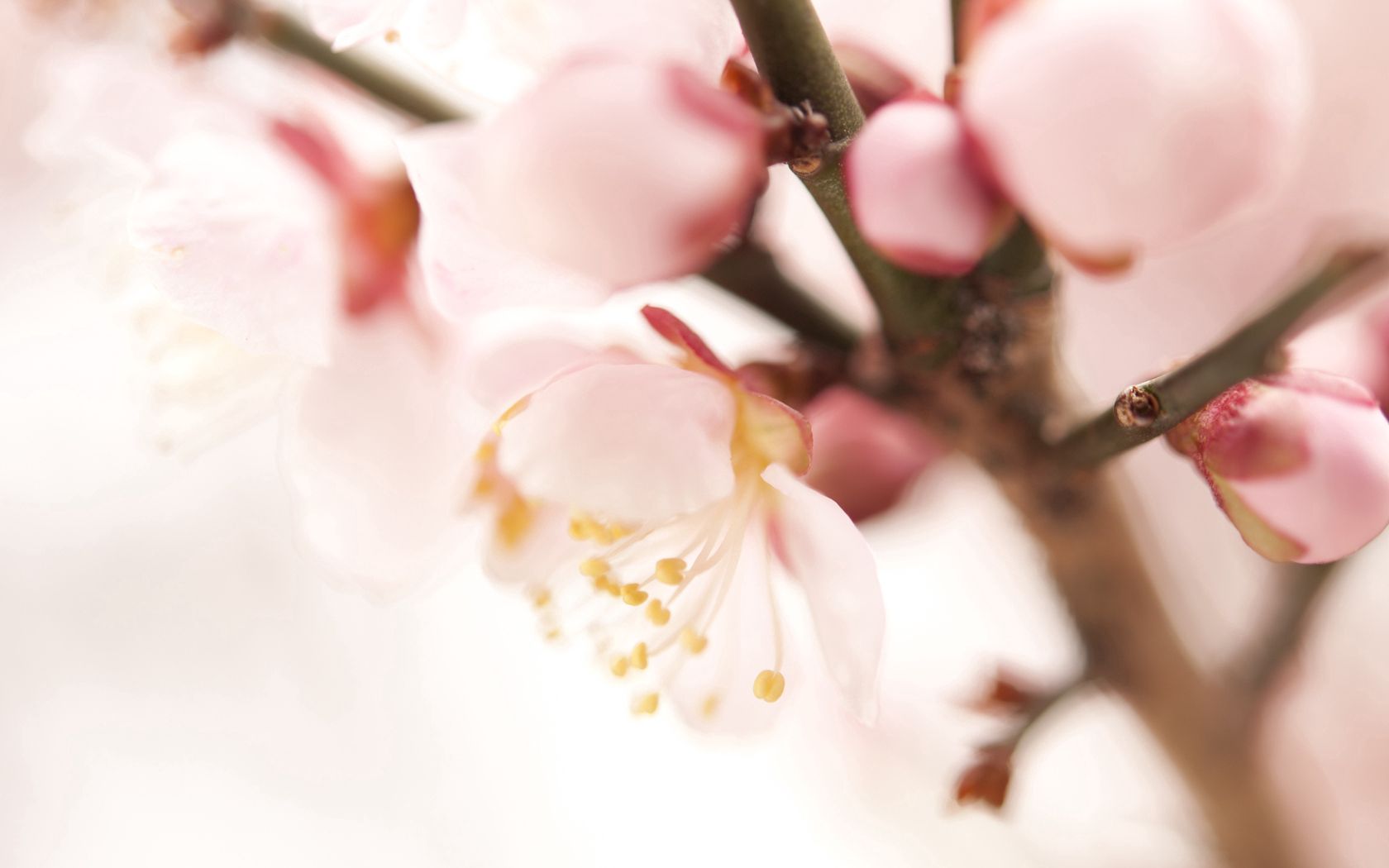 Free download wallpaper Macro, Flowering, Plant, Bloom, Branch, Spring on your PC desktop