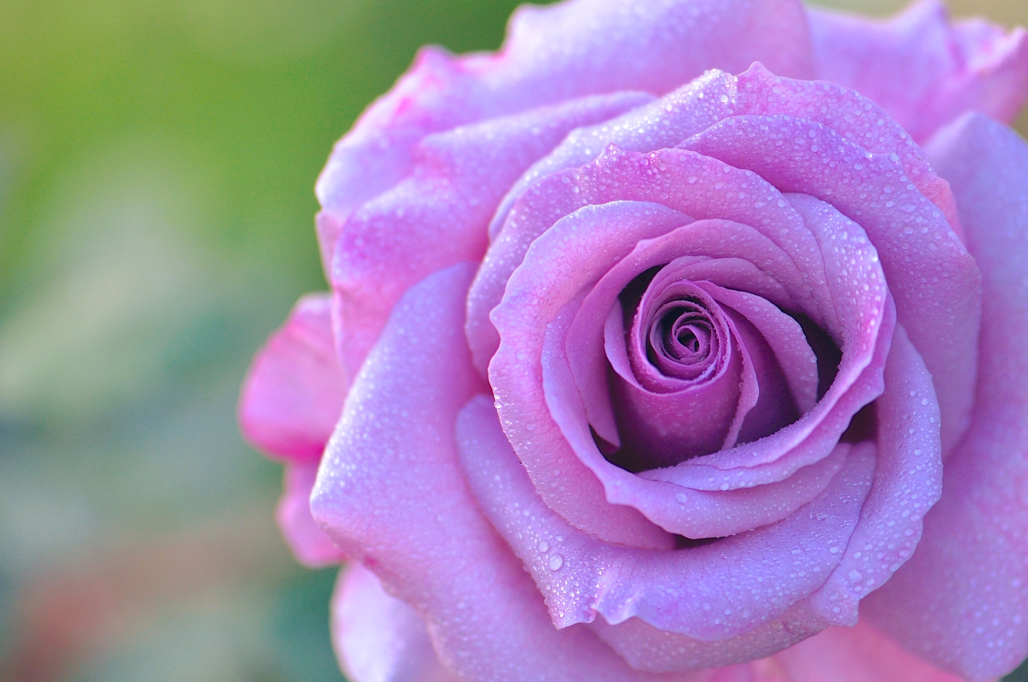 Download mobile wallpaper Flowers, Flower, Rose, Earth, Dew, Pink Rose for free.