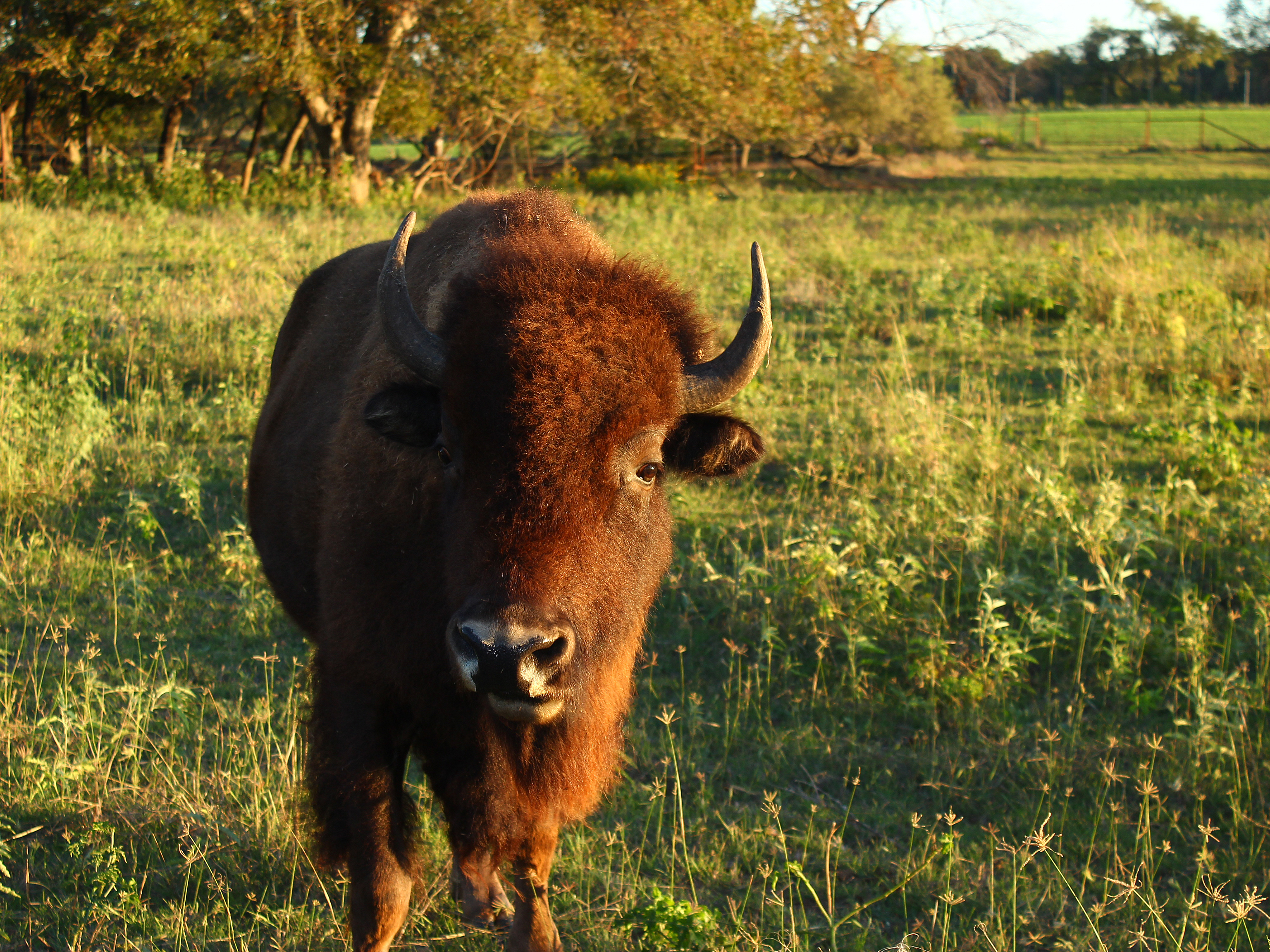 661203 descargar imagen animales, bisonte americano: fondos de pantalla y protectores de pantalla gratis