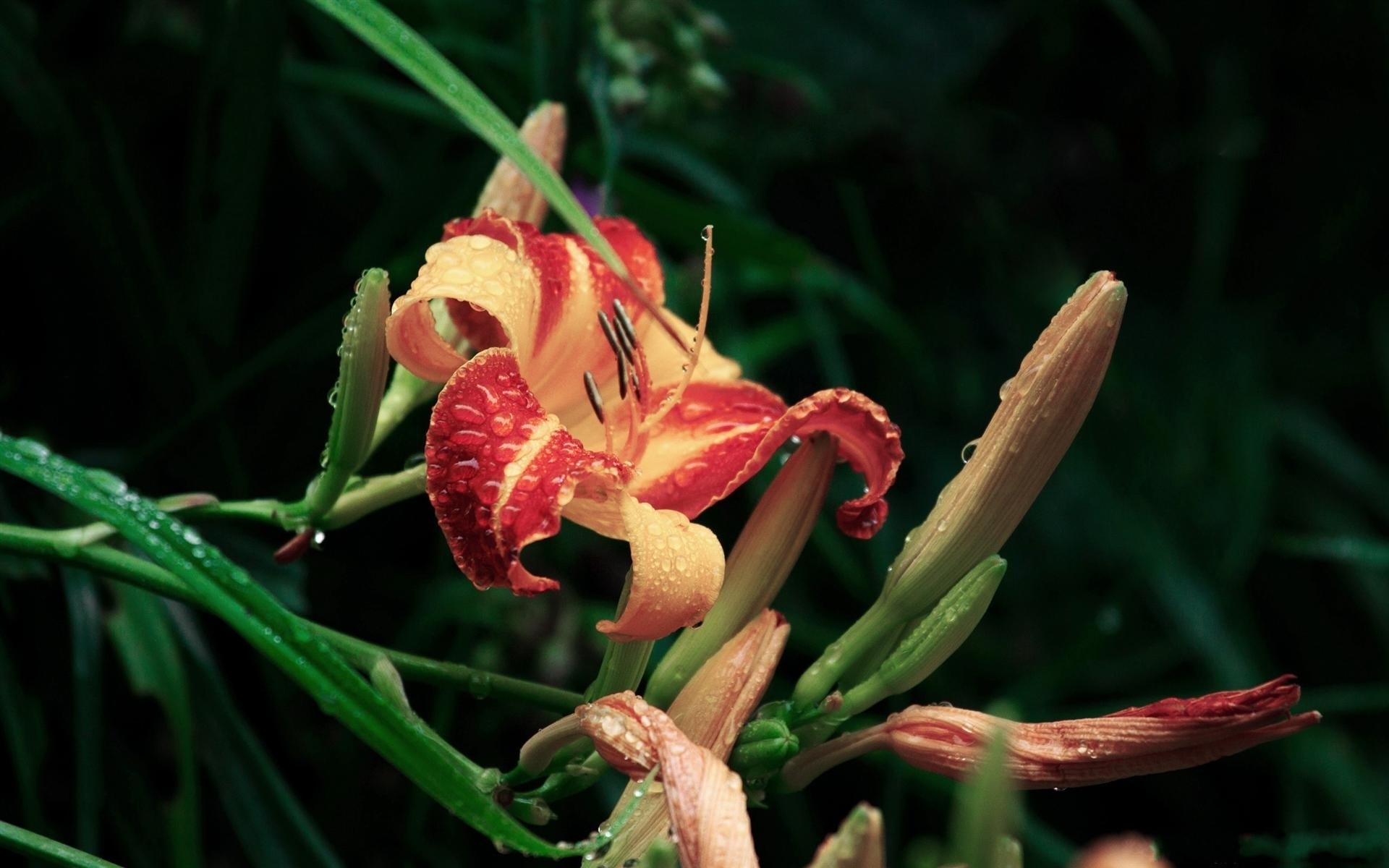 Laden Sie das Blume, Lilie, Erde/natur-Bild kostenlos auf Ihren PC-Desktop herunter