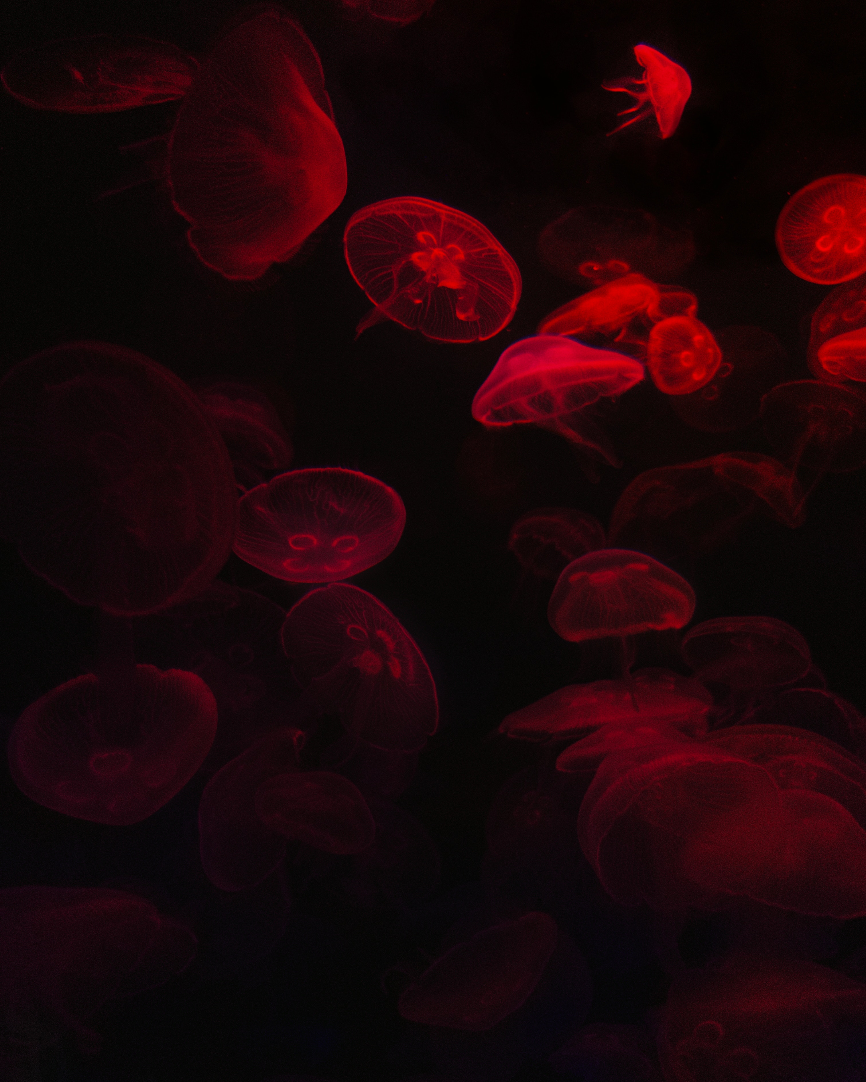 58428 télécharger l'image jellyfish, noir, rouge, sombre, briller, le noir, lueur, monde sous marin - fonds d'écran et économiseurs d'écran gratuits