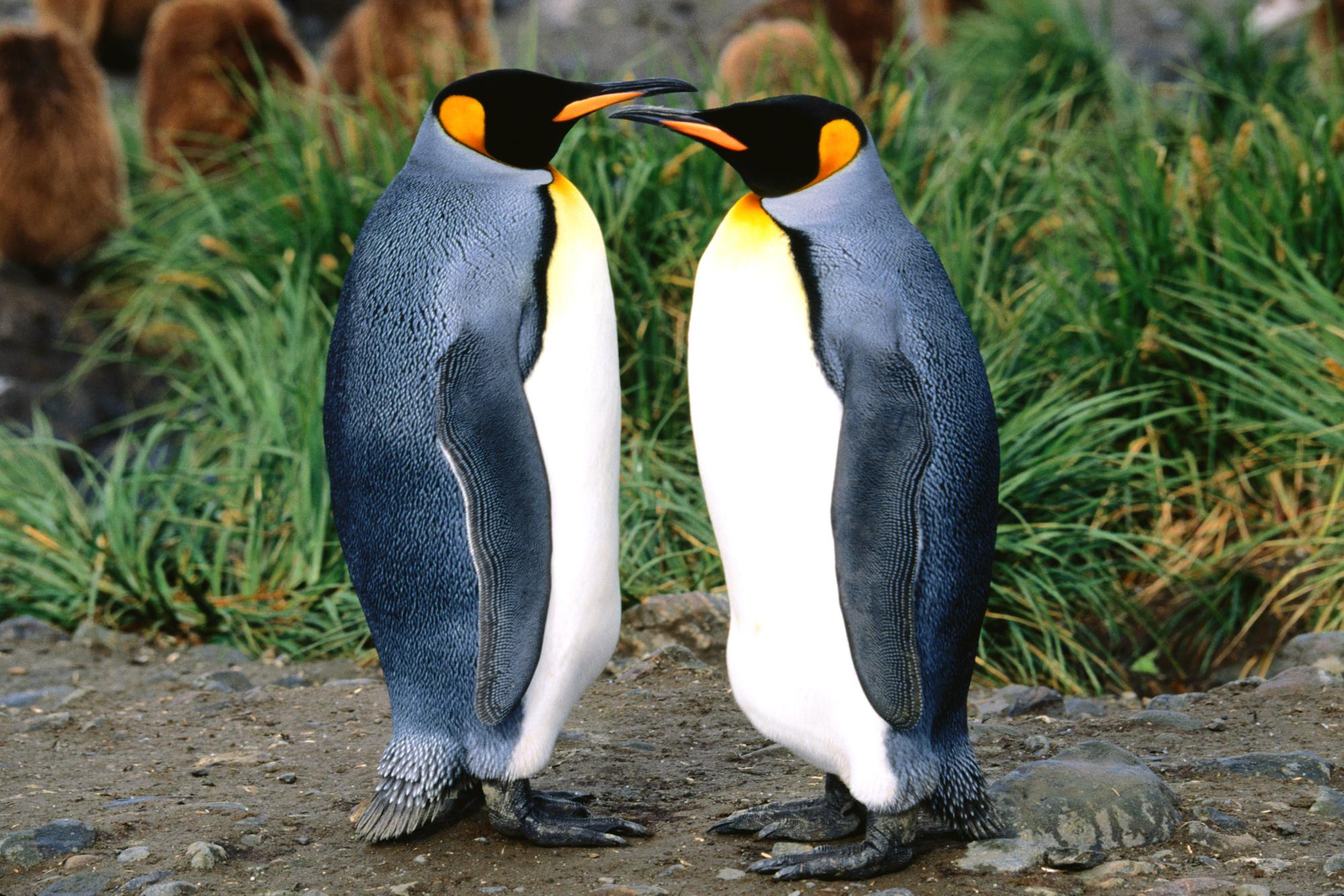 Descarga gratuita de fondo de pantalla para móvil de Pingüino, Ave, Aves, Animales.