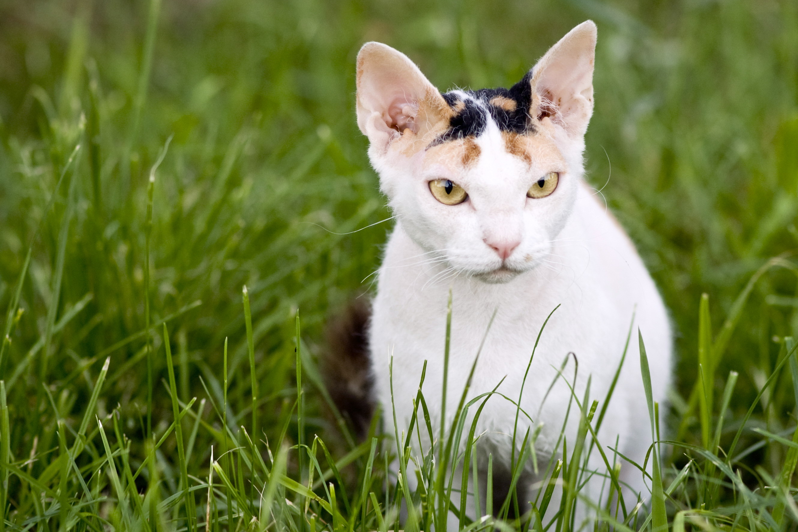 Handy-Wallpaper Tiere, Katzen, Katze kostenlos herunterladen.