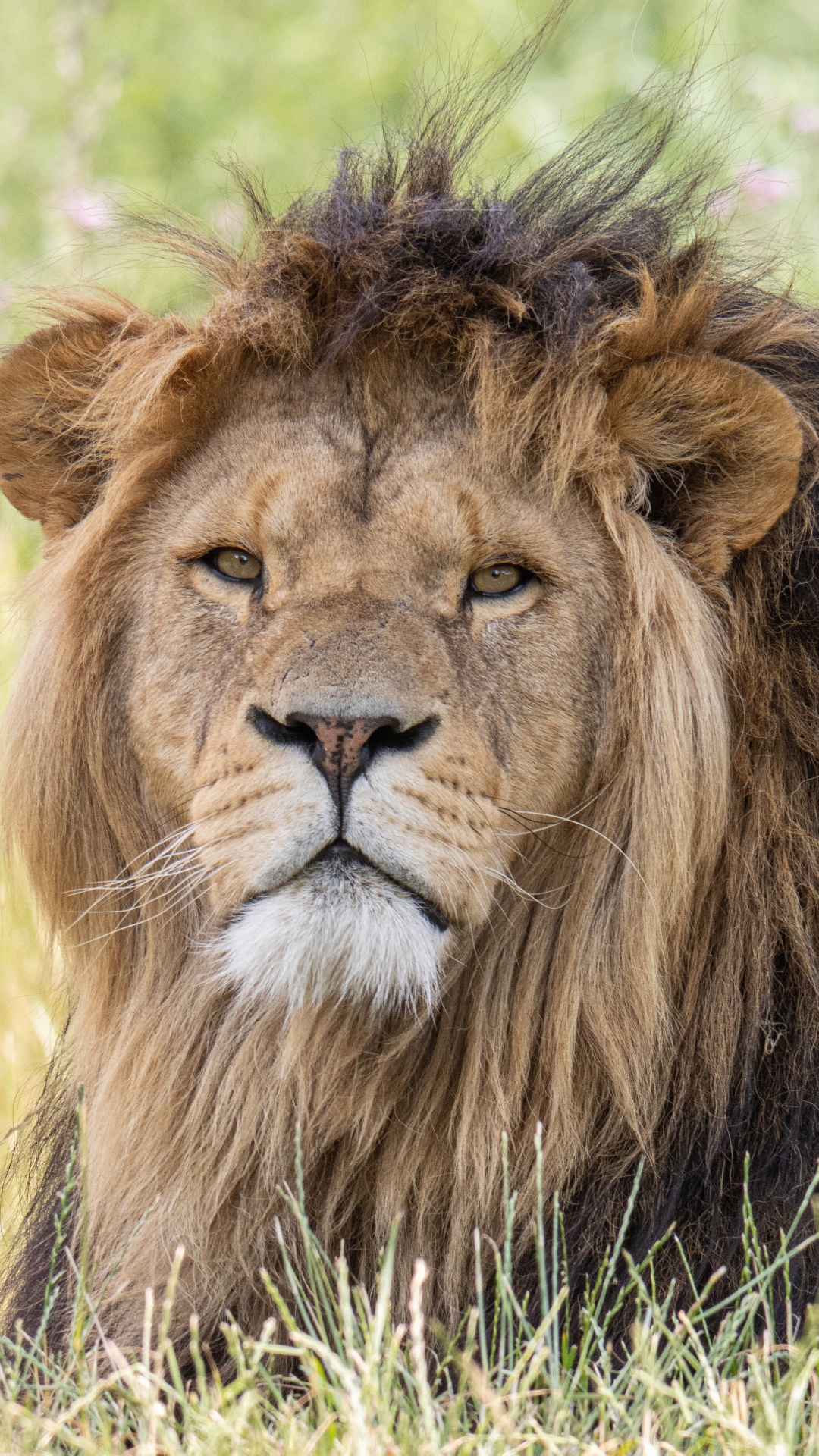 Téléchargez des papiers peints mobile Animaux, Chats, Lion gratuitement.