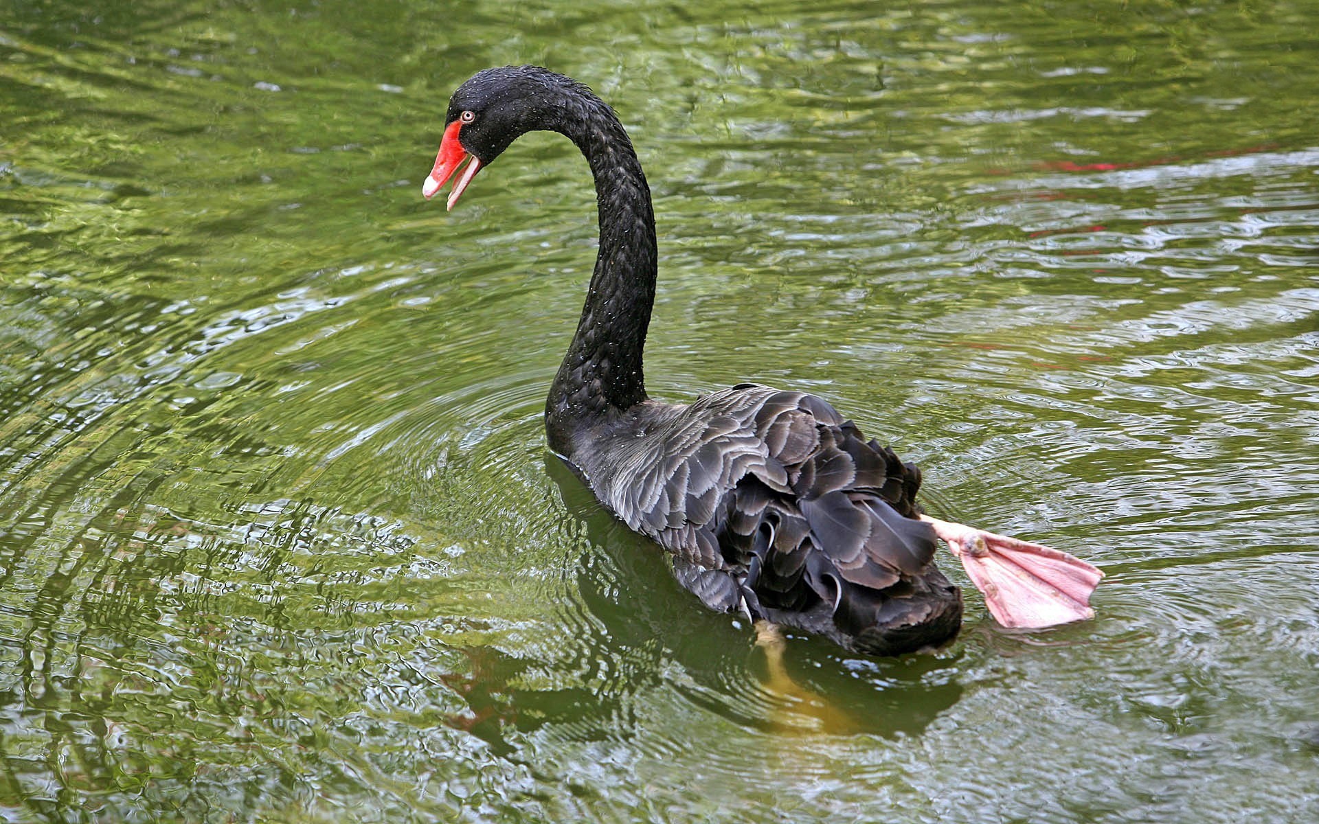 Free download wallpaper Birds, Animal, Black Swan on your PC desktop