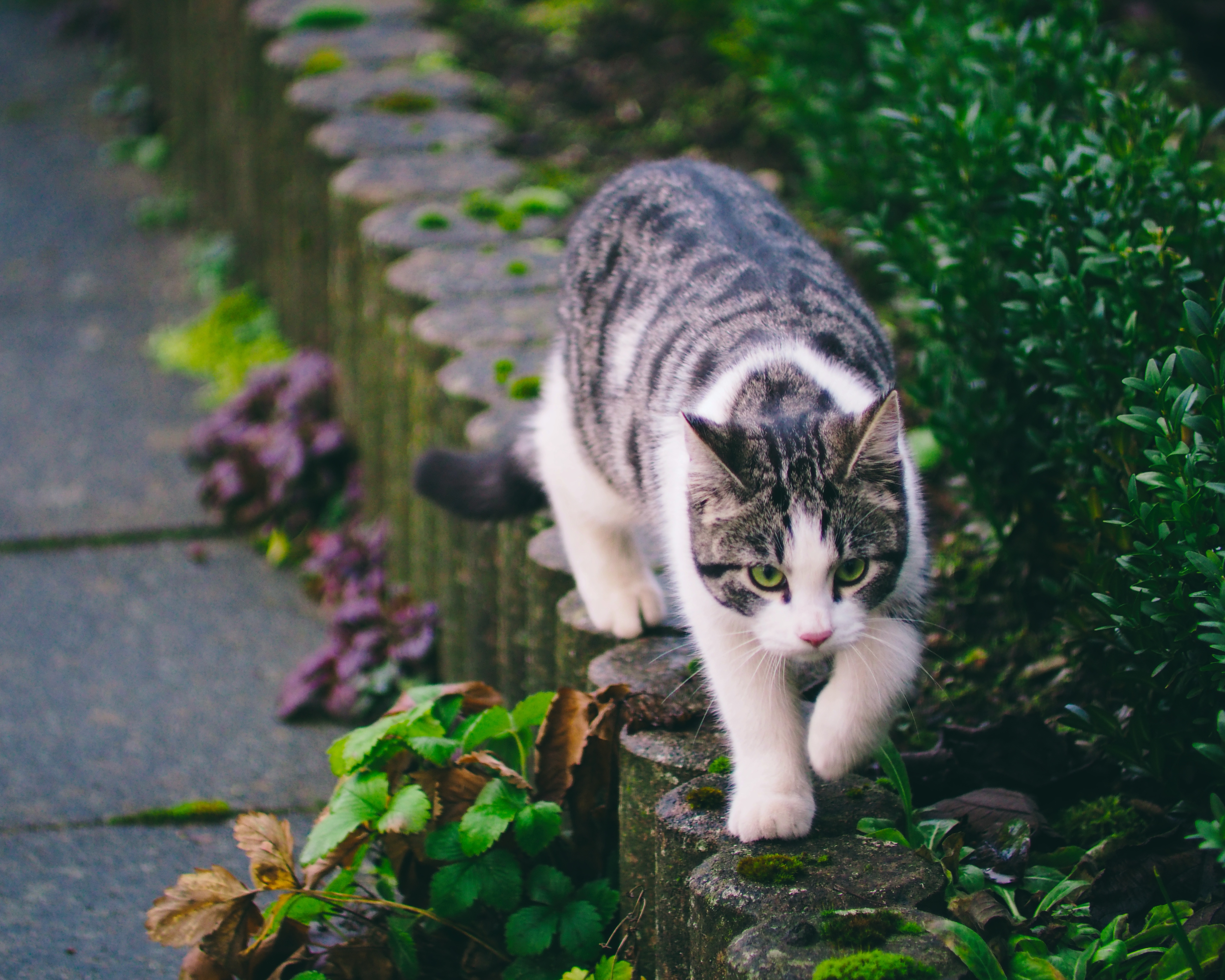 PCデスクトップに動物, ネコ, 猫画像を無料でダウンロード