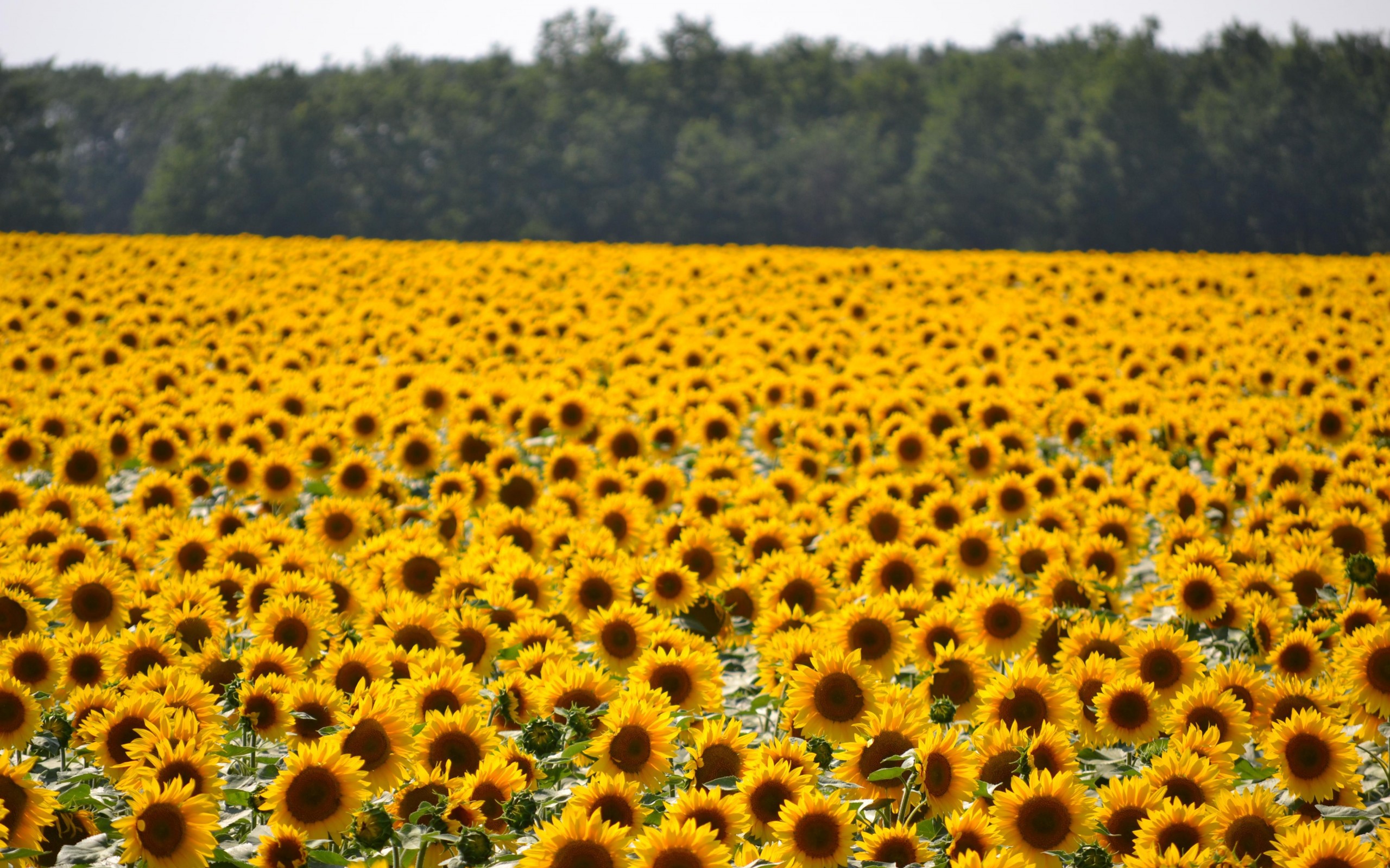 293905 Hintergrundbilder und Sonnenblume Bilder auf dem Desktop. Laden Sie  Bildschirmschoner kostenlos auf den PC herunter