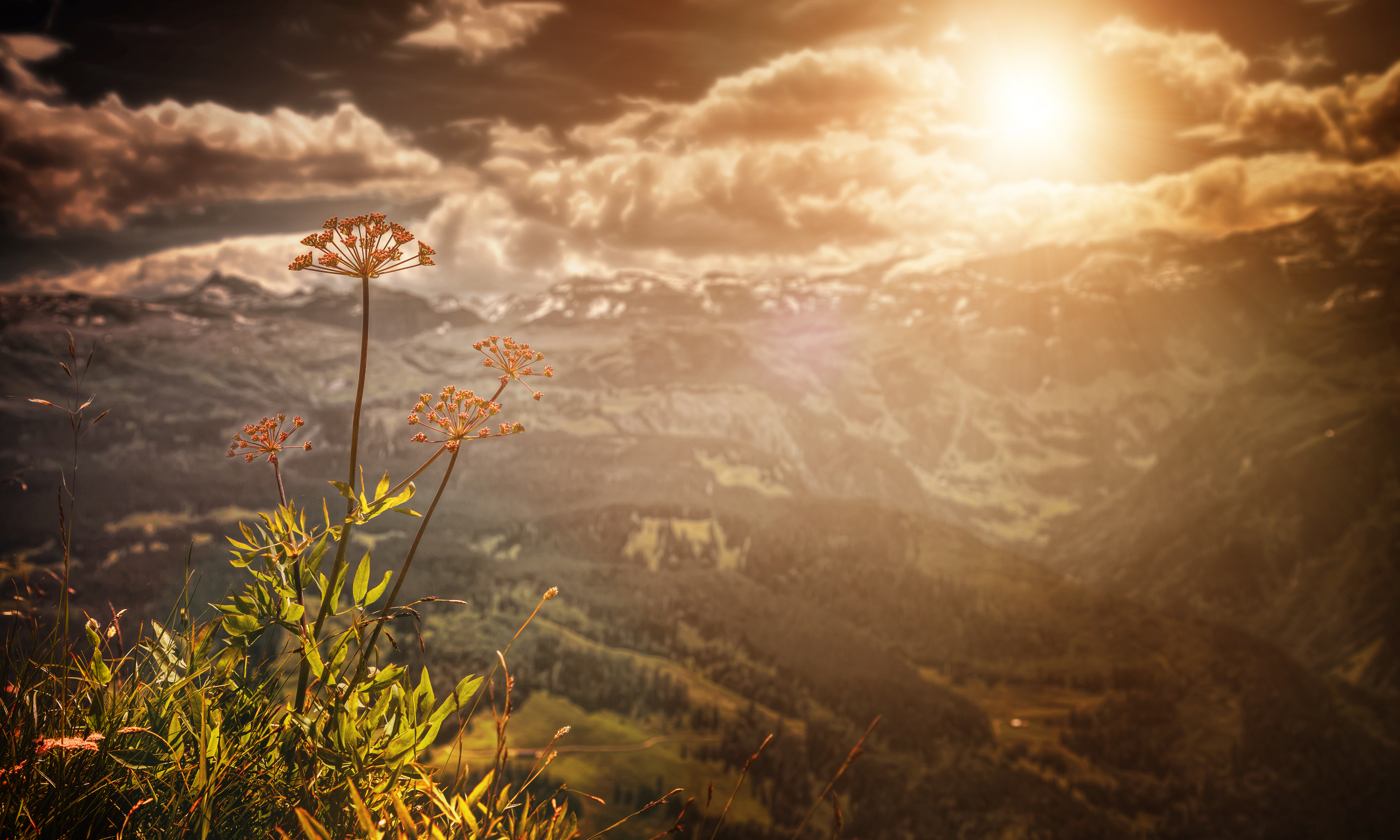 Free download wallpaper Landscape, Flowers, Sunset, Mountain, Flower, Earth, Switzerland, Cloud on your PC desktop