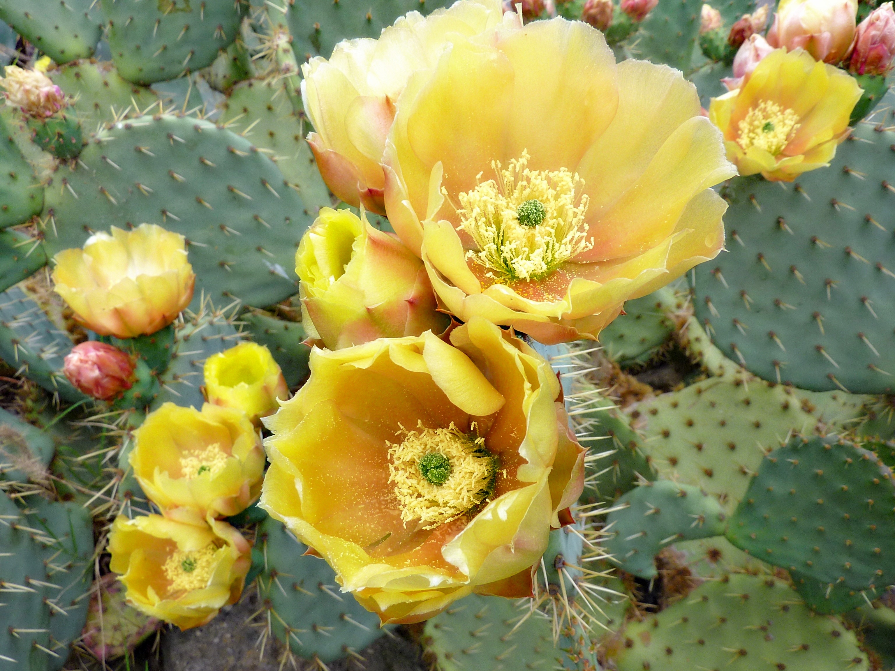 cactus, flowers, thorns, prickles Full HD