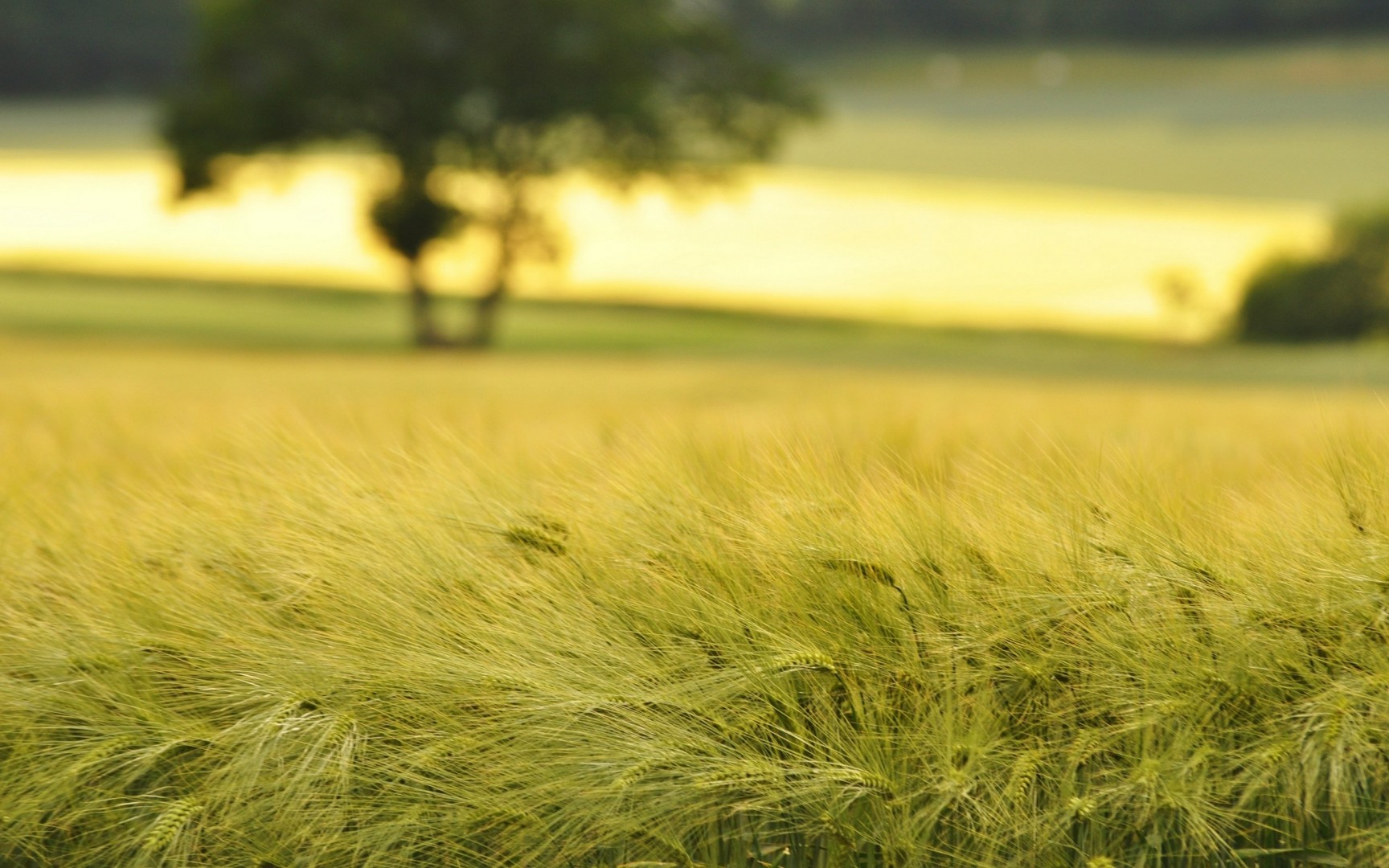 Laden Sie das Weizen, Erde/natur-Bild kostenlos auf Ihren PC-Desktop herunter