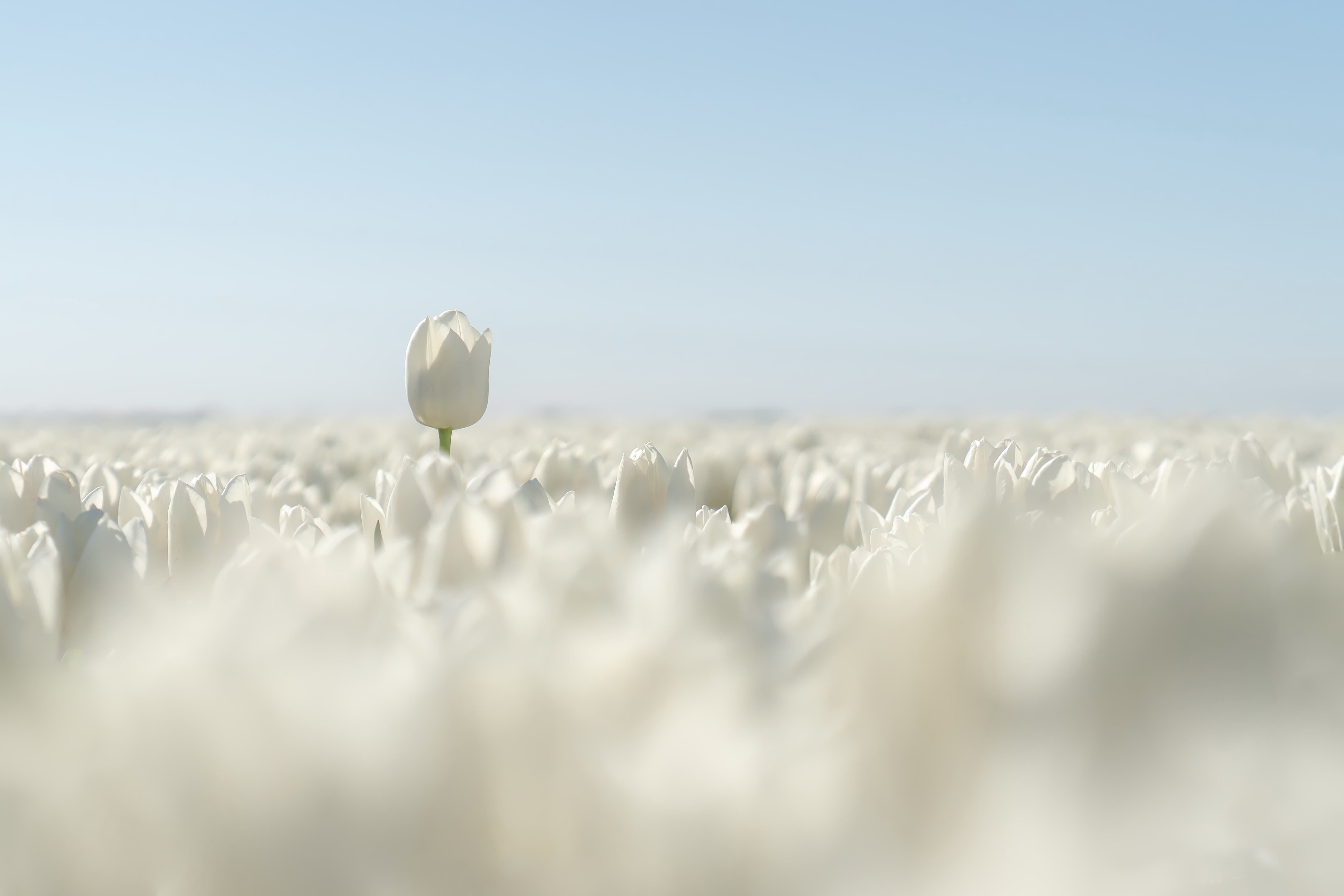 Free download wallpaper Tulip, Flowers, Earth on your PC desktop