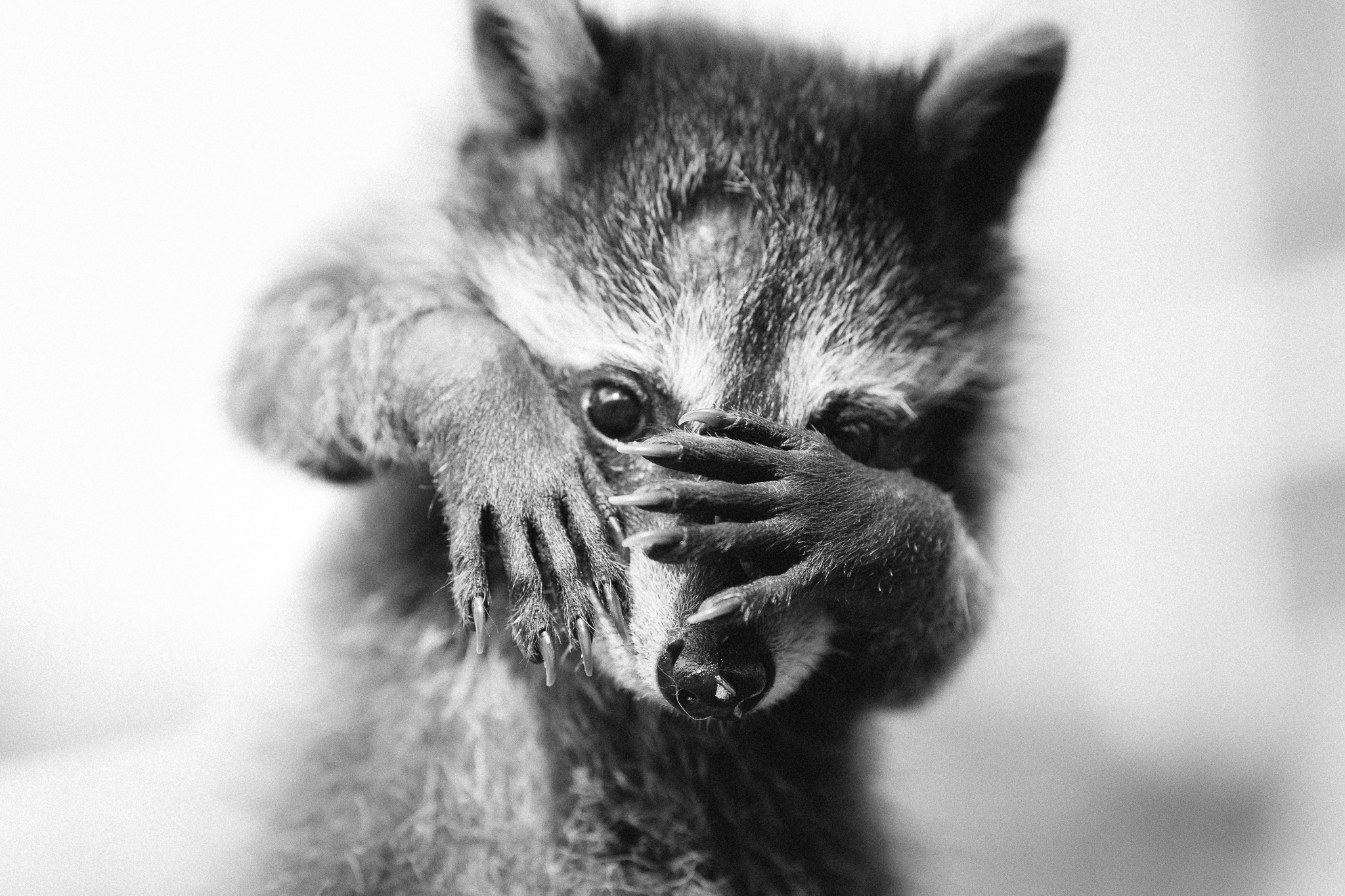 Download mobile wallpaper Funny, Animal, Raccoon, Black & White for free.