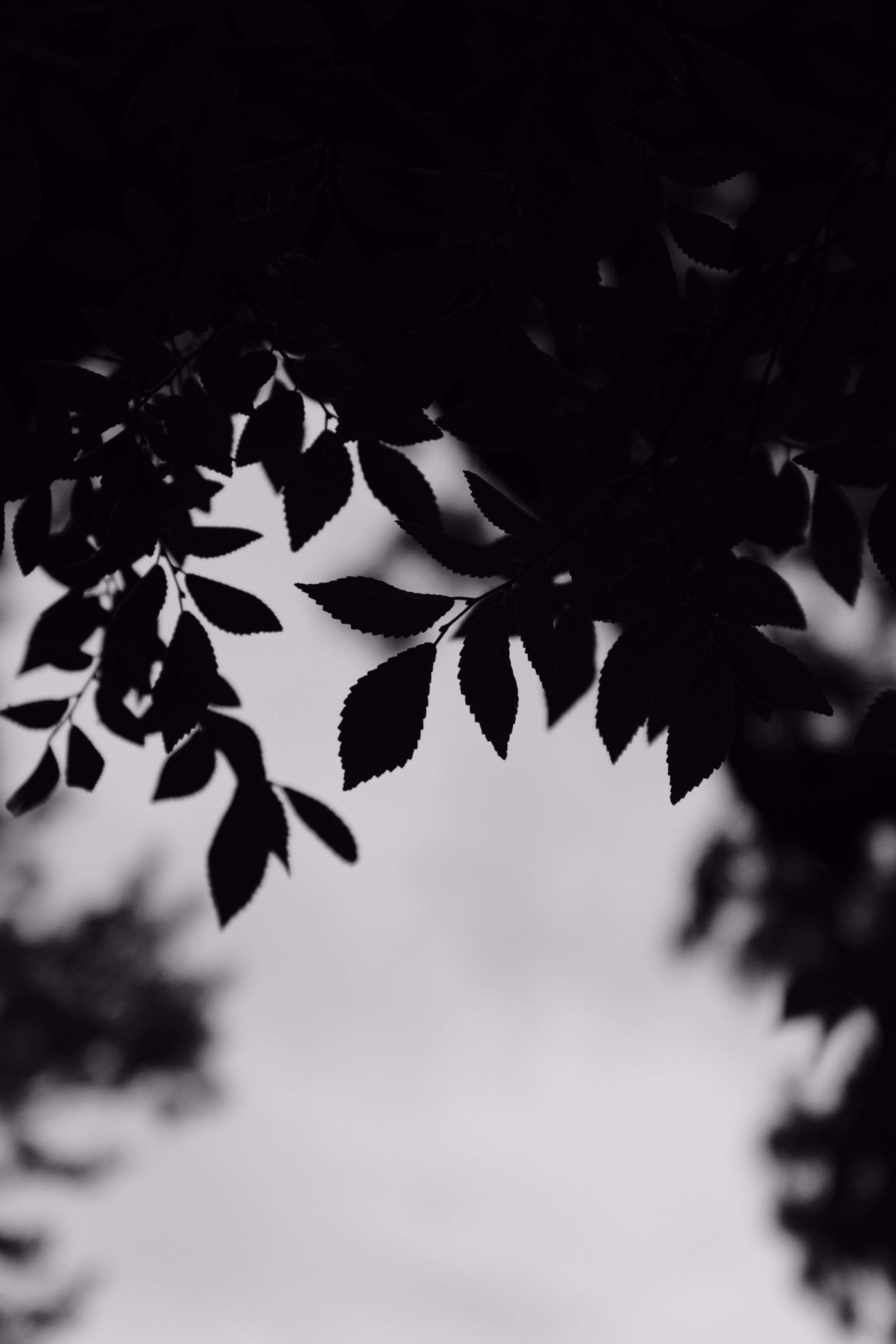 leaves, black, outlines, chb, branches, bw HD wallpaper