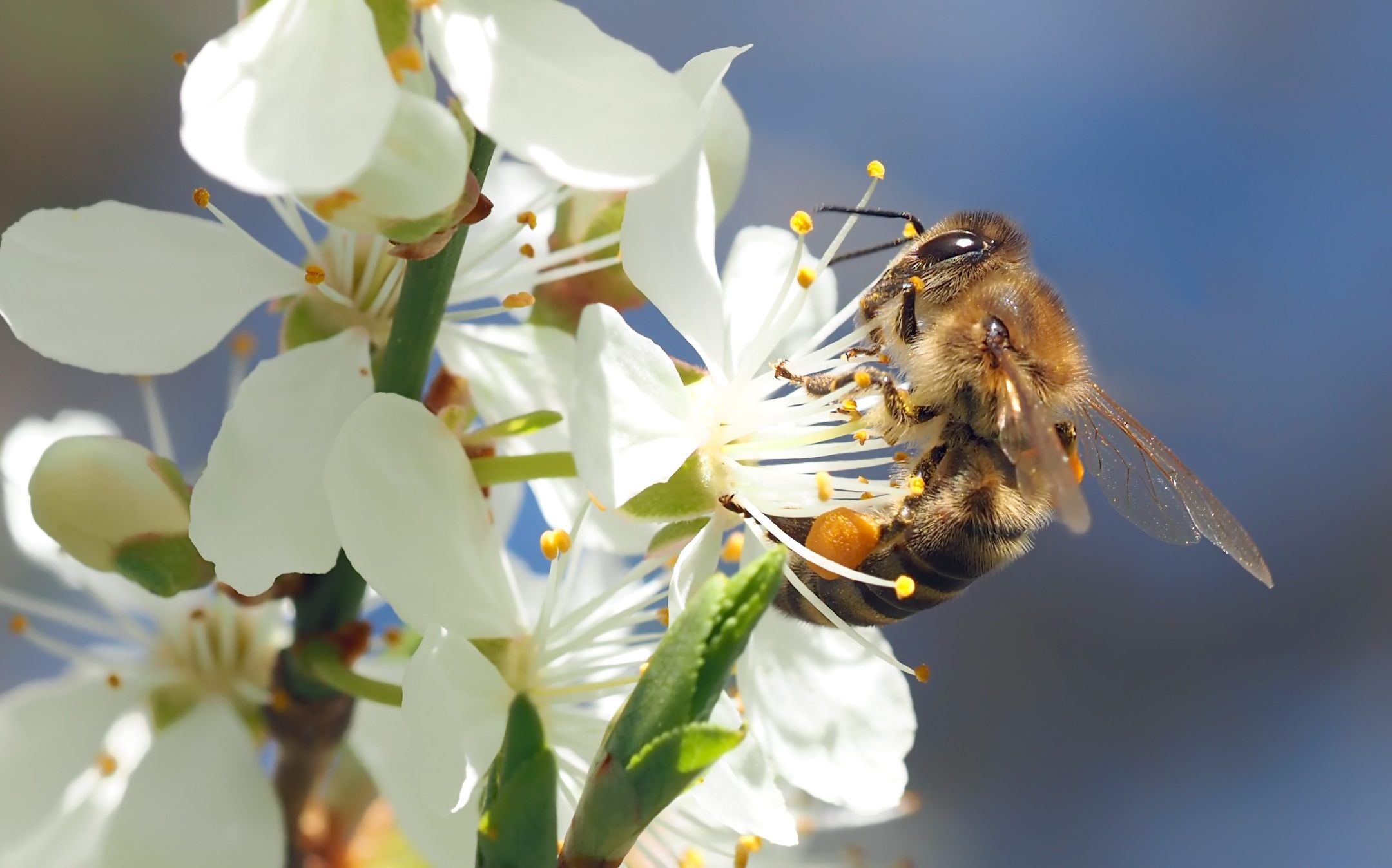 無料モバイル壁紙動物, 昆虫, 花, 蜂, 白い花, 虫をダウンロードします。