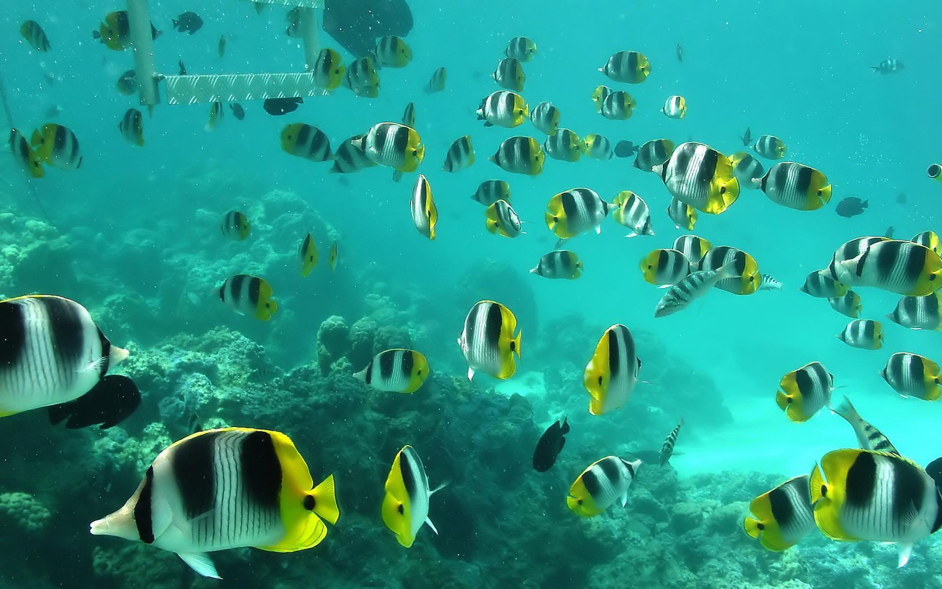 Download mobile wallpaper Butterflyfish, Fish, Animal for free.