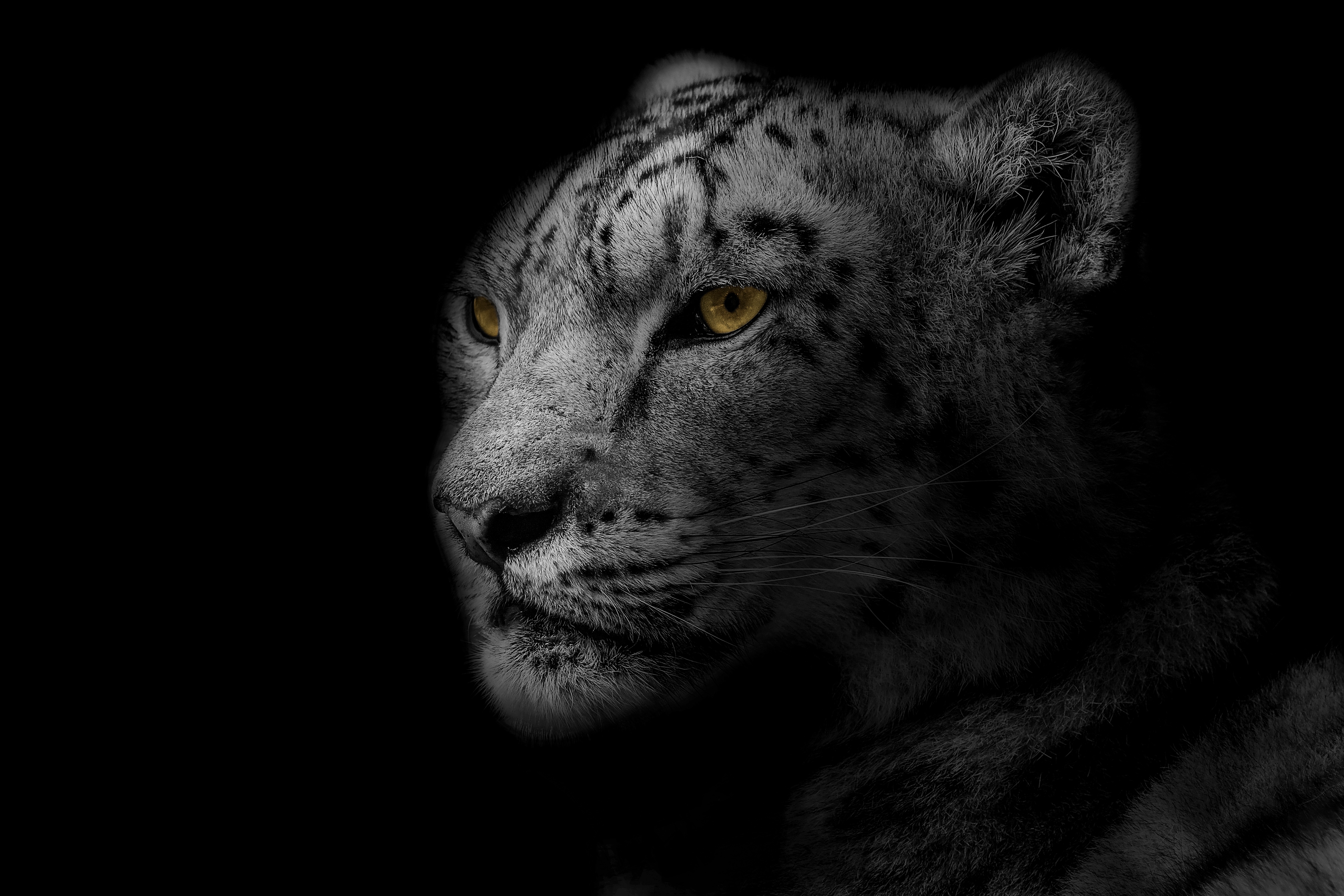85670 Bild herunterladen leopard, schnauze, tiere, gefleckt, fleckig, raubtier, predator, große katze, big cat, bw, chb - Hintergrundbilder und Bildschirmschoner kostenlos