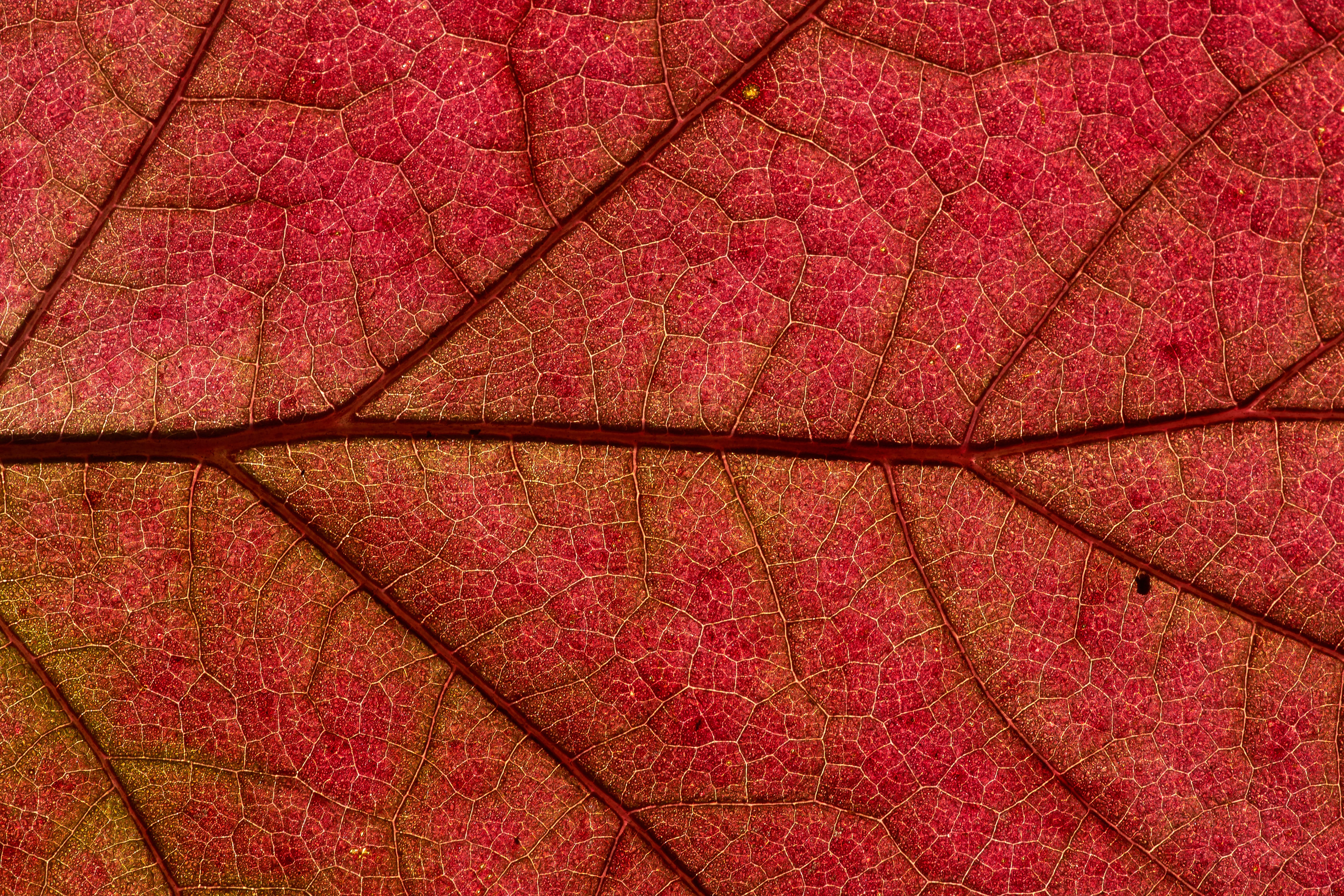 macro, red, plant, sheet, leaf Free Background