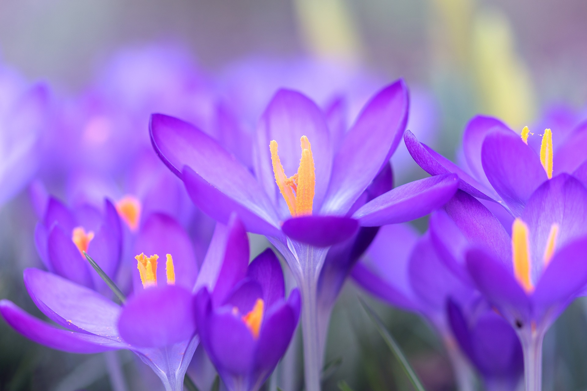 無料モバイル壁紙フラワーズ, 花, 大きい, 地球, クロッカス, 紫色の花をダウンロードします。