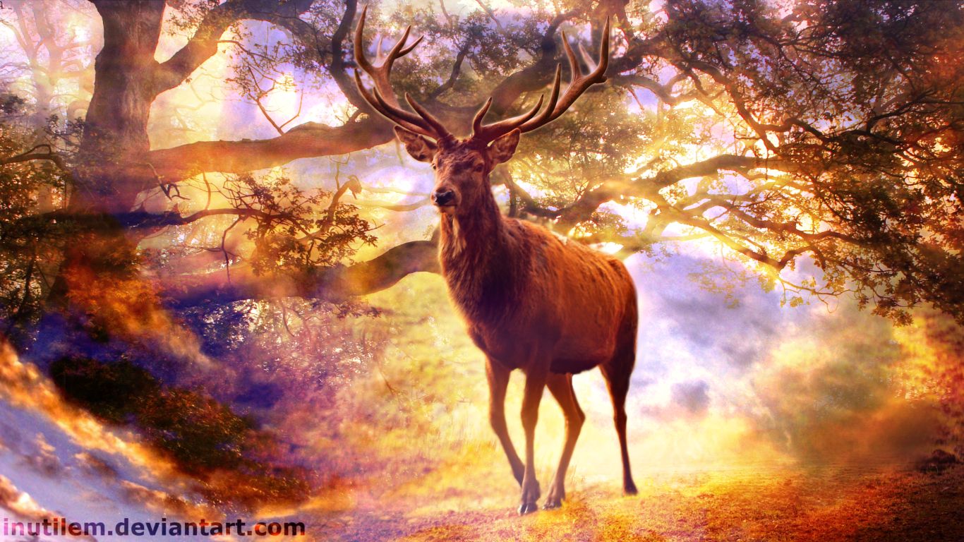 Free download wallpaper Animal, Deer, Stag on your PC desktop