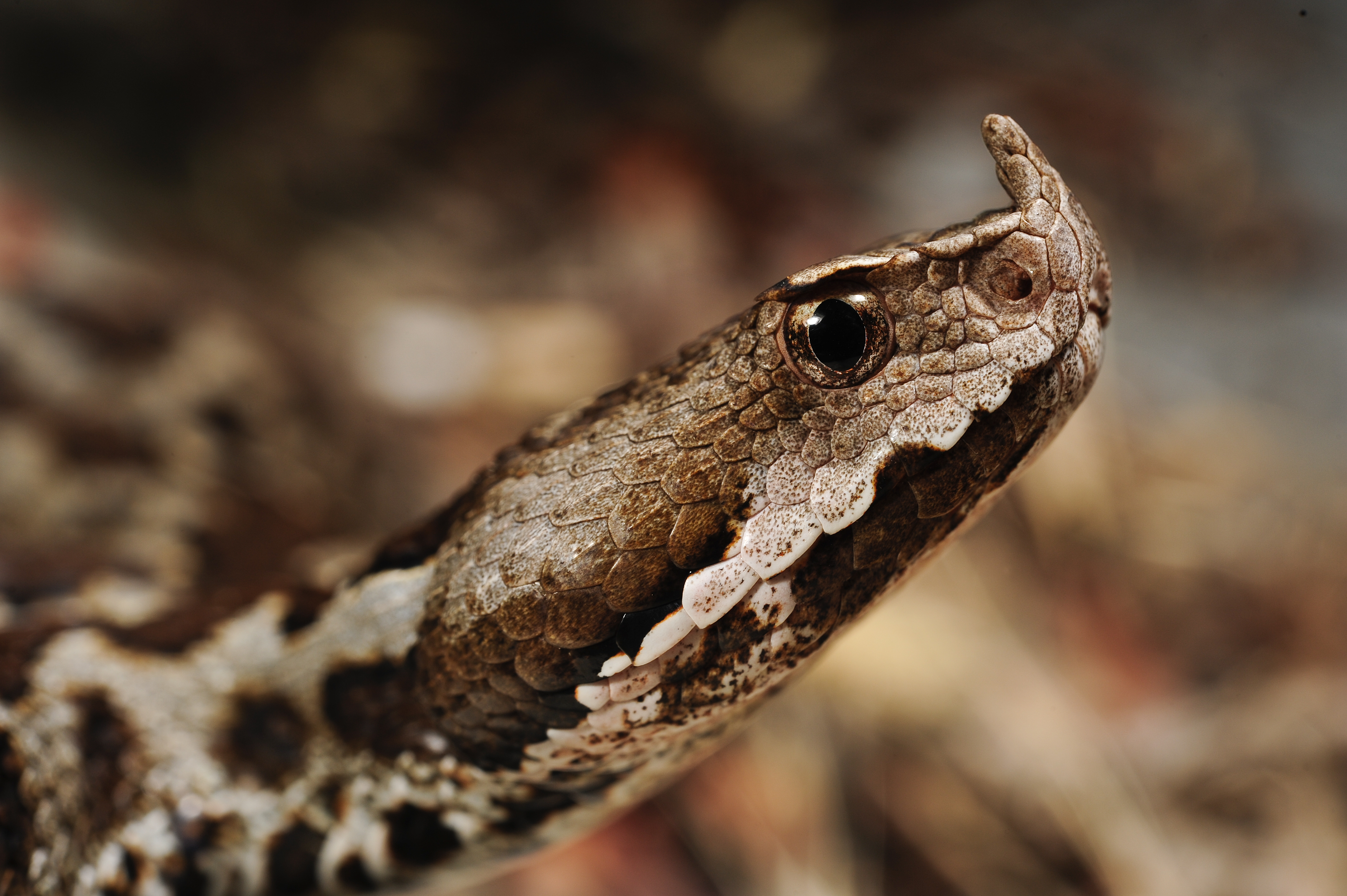Download mobile wallpaper Viper, Reptiles, Animal for free.