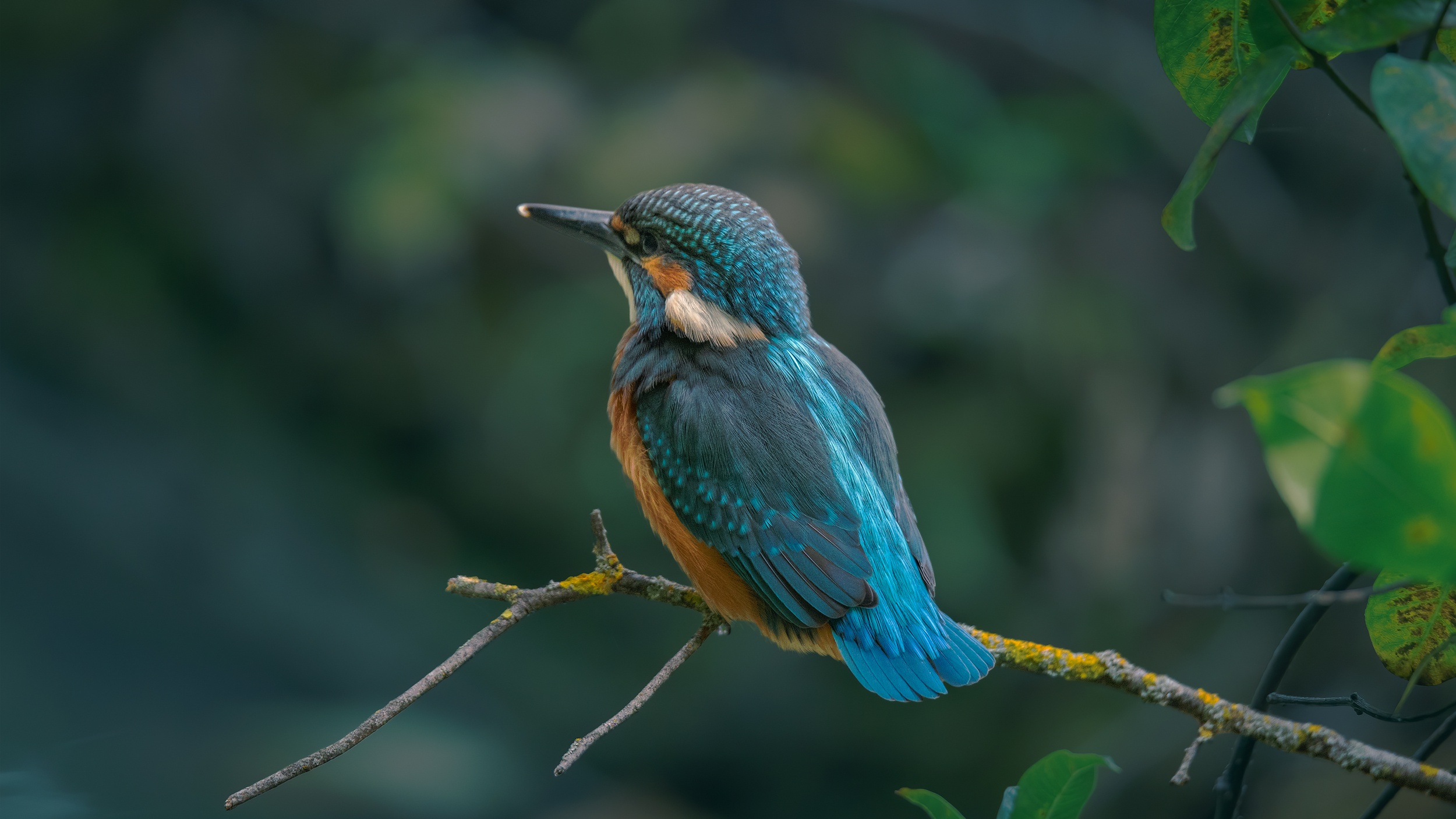 Baixar papel de parede para celular de Animais, Aves, Pássaro, Guarda Rios gratuito.