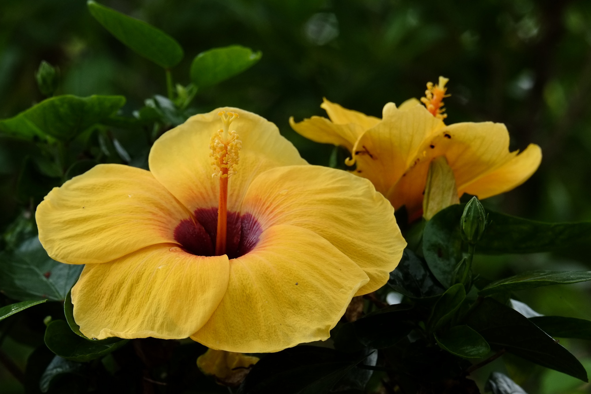 Free download wallpaper Nature, Flowers, Flower, Earth, Hibiscus, Yellow Flower on your PC desktop
