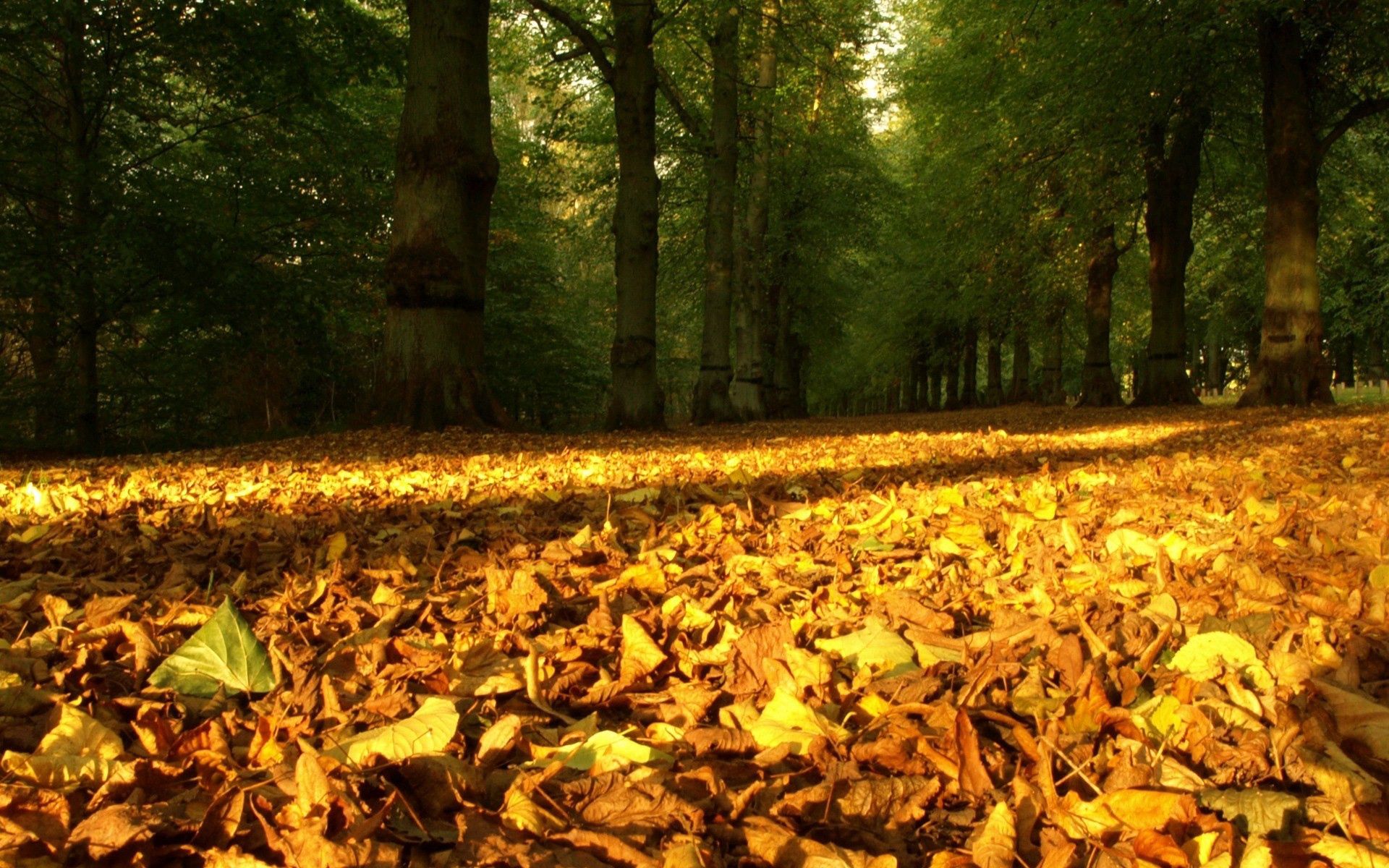 Handy-Wallpaper Blätter, Wald, Trocken, Natur, Bäume, Land, Herbst, Erde kostenlos herunterladen.