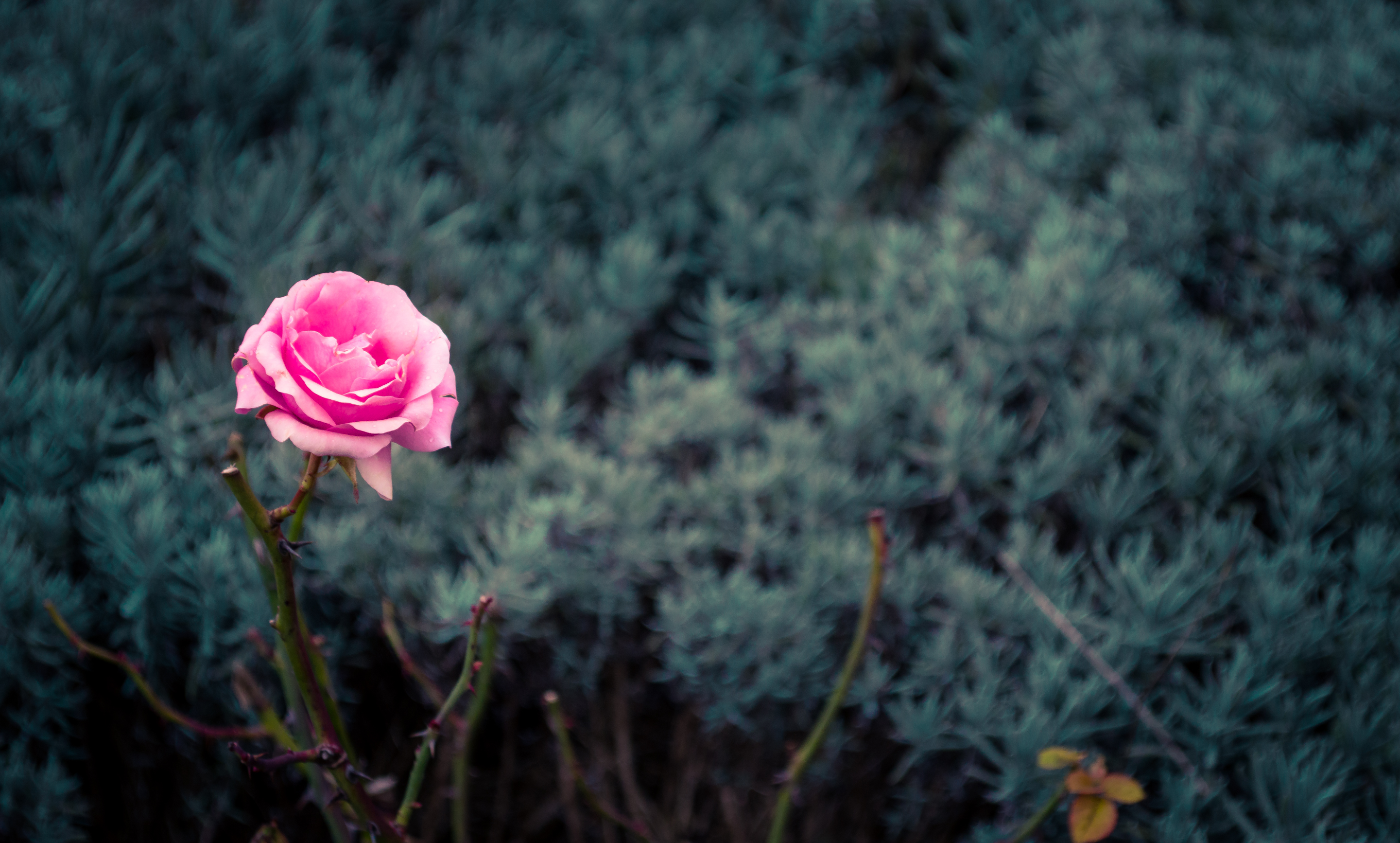 Download mobile wallpaper Nature, Flowers, Flower, Rose, Earth, Pink Rose, Depth Of Field for free.